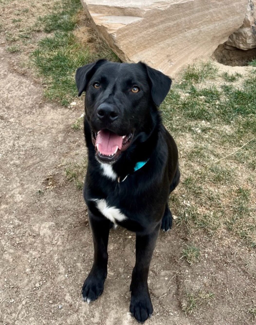 ***ADOPTED***
Pup of the Day: Knight, 1 year old.
This handsome, noble boy is ready to be the loyal companion you never knew you needed and he’s looking for his forever home!
True to his chivalrous name, Knight is the definition of devotion. Whether he’s adventuring on walks, showing off his training skills, or cosying up for movie night, this boy gives his whole heart to his people. He even does a full body lean to show his love, swoon 🥹
Knight was found as a stray in south TX and rescued from a county shelter. This sweet soul deserves the very best & we know his perfect family is out there. 🏡
A little about our Knight in shining fur 🤣
🐕 Loves other dogs & is currently thriving with 3 large dog housemates
✅ Potty trained & crate trained
🤗 Friendly, affectionate, and an absolute people-lover
🥇Was literally a staff FAVORITE at the shelter
⭐️“He’s a star on leash” says foster Mom!
Knight is heartworm positive, but don’t let that stop you! Treatment is highly successful and manageable. MHLRM will cover the full cost at one of our approved vets. Heartworm-positive dogs go on to live full, happy, normal lives
If you are already an approved adopter and want to meet or adopt Knight, please contact your adoption coordinator. Or you can fill out an application at mhlrm.com