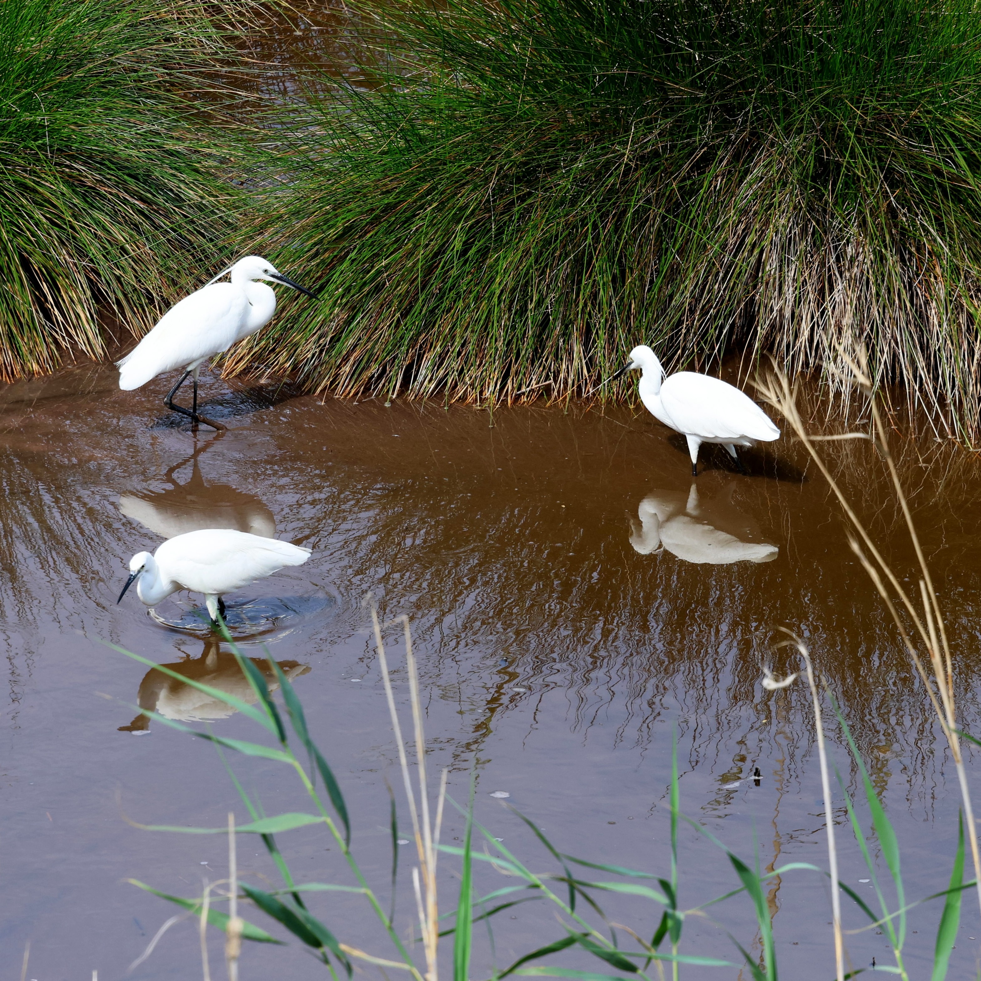 Little egrets at Livadi.
#islandwildlife #kefaloniawildlife #greekwildlife #guidedwildlifewalks #birdlovers