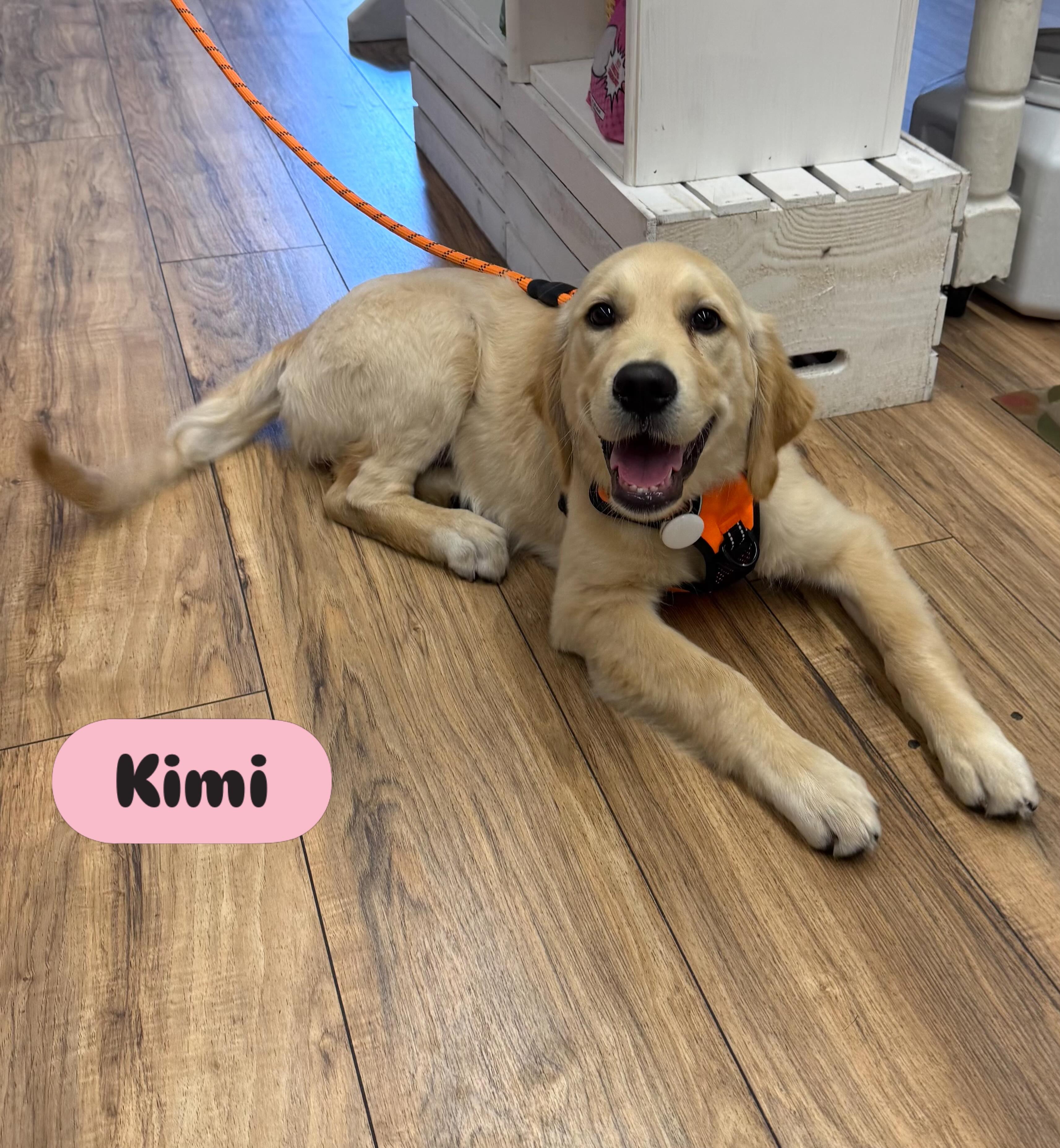Your paws look fabulous! It’s Kimi’s first pawticure @pawsarottispetshop 💕🐾
#pawspups #shoplocalsonomacounty #dogpaws #dogsofinstagram