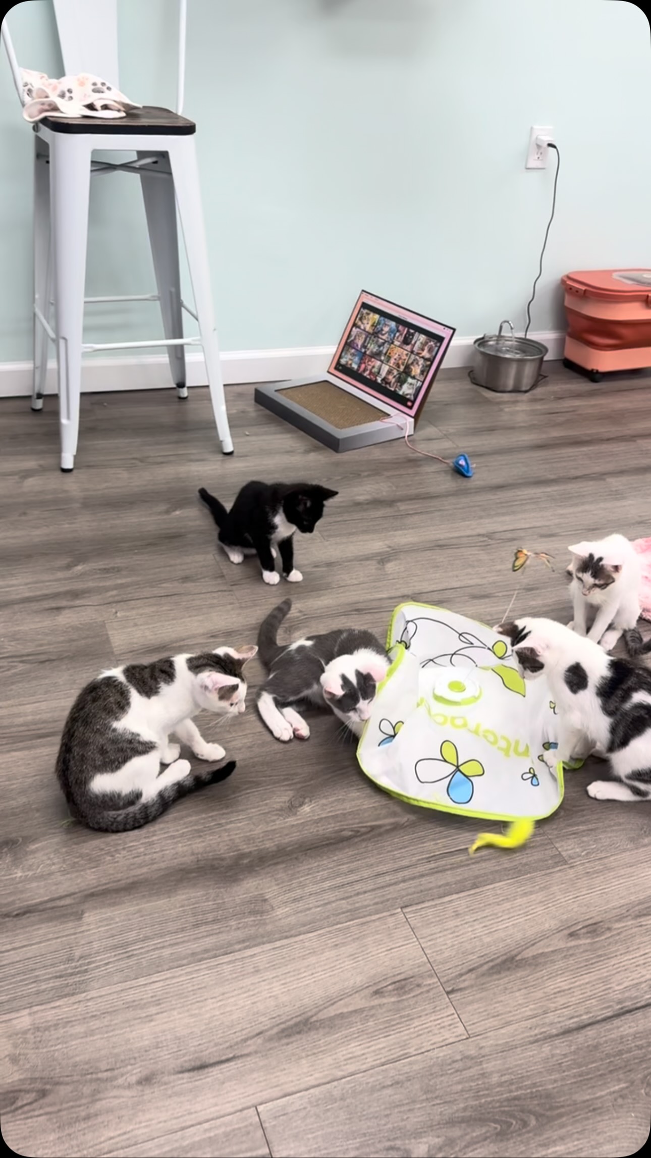 🐈🐈⬛WE’VE GOT MORE KITTENS!!!!!!!! And they’re SO FUN!!!!! The Kitten Lounge is open today and tomorrow from 12-6! Come play and love them, they’re bored and would love some company (& forever homes) 🩷 Book online or just come!