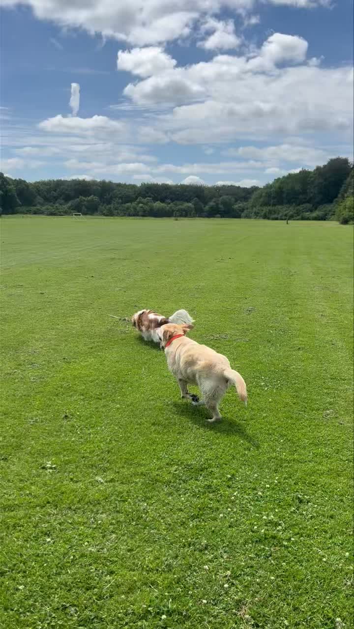 Lekker dolle vrijdagmiddag wandeling met deze toppers! πβοΈ
Fijn weekend! ππΌ
πΎ Cooper, Tessa, Norah, Bo, Perro, Harvey, Fellow en Cooper