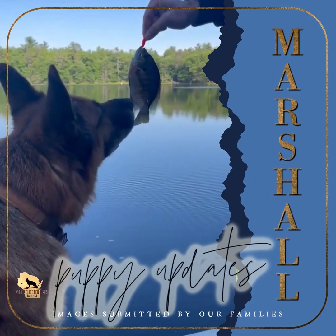 Another Puppy Update!
This time, we're sharing a video update of Marshall.
Marshall holds a very special place in our hearts because every time we see him, we're reminded of his dad, Casar—one of the very first sires we ever used in our breeding program.
There are little expressions, the way he carries himself, and even certain mannerisms that bring back so many wonderful memories. It's moments like these that remind us how special genetics can be. While every puppy is an individual, it's amazing to see pieces of their parents continue on in the next generation.
Thank you to Marshall's family for sharing this wonderful update with us. Watching our puppies grow into confident, loved companions is truly one of the greatest rewards of being a breeder.
Keep the videos and photos coming! we love following along on your adventures!
#VomGeliebtenHaus #GermanShepherd #WestGermanShowLine #PuppyUpdate #GermanShepherdLife #BreedingWithPurpose #LegacyLivesOn