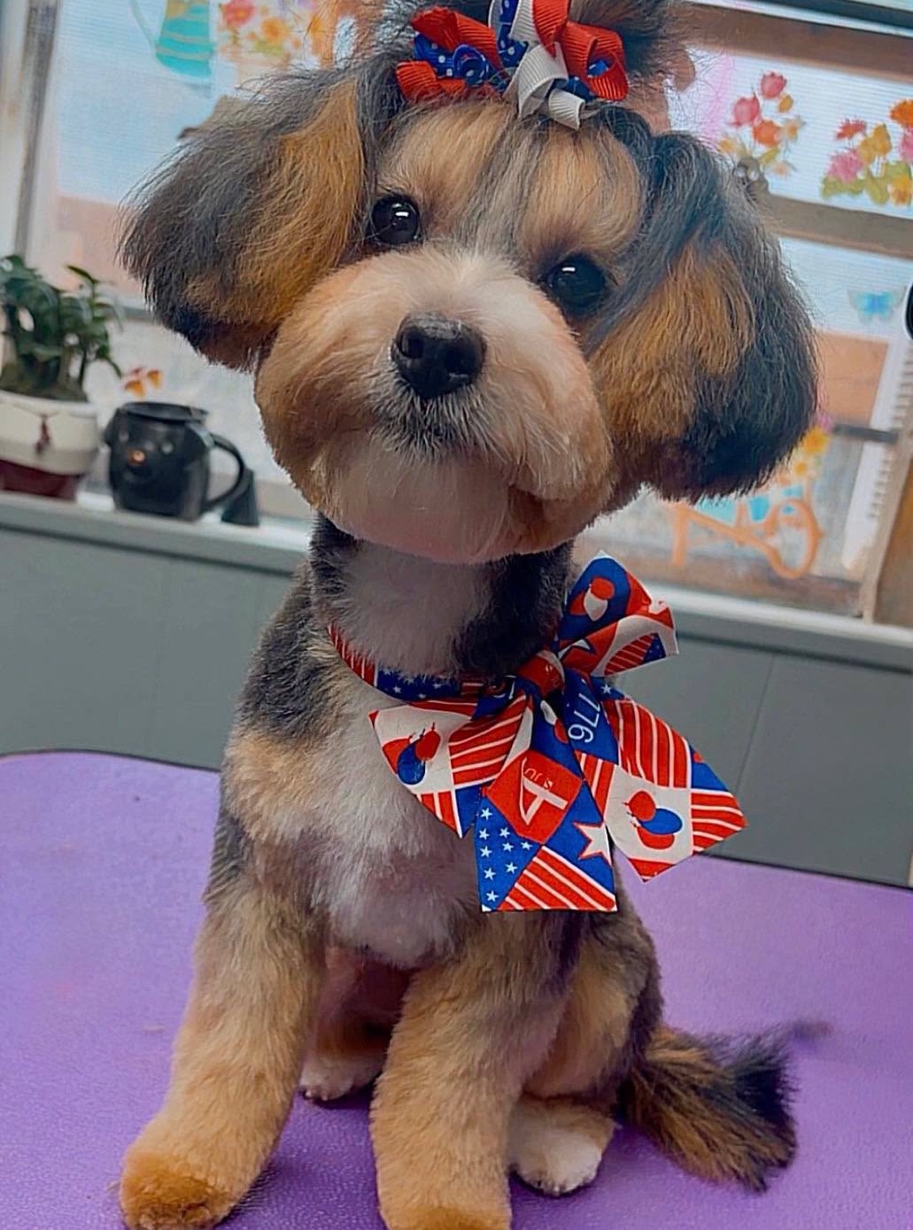 Cuteness overload! This adorable baby was groomed by Alex ❤️