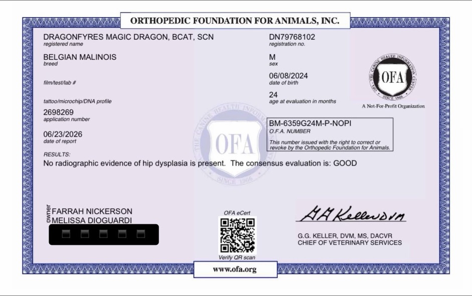Pufferson has officially joined the program!
AKC Ptd UKC Ptd DragonFyres Magic Dragon BCAT, SCN, ATT, FDC, NC
OFA Hips: Good
OFA Eyes: Normal
OFA Eyes: Normal (3/22/26)
CHIC #: Pending
AKC DNA + Health: Clear
Long Coat (Terv) Carrier
Curly Coat (Laken) Carrier
https://belgianshepherd.breedarchive.com/animal/view/dragonfyres-magic-dragon-0ddf41ea-e189-4666-bcf4-141eaacd5886