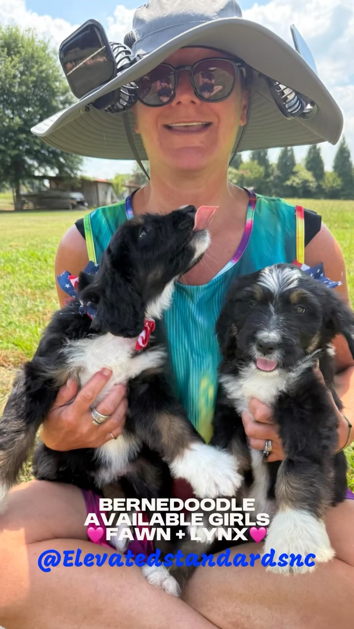 Happy Fourth of July from @elevatedstandardsnc 🇺🇸❤️ 2 females available ❤️💙🤍#bernedoodlepuppy #bernedoodlesofinstagram #bernedoodle #bernedoodlepuppies