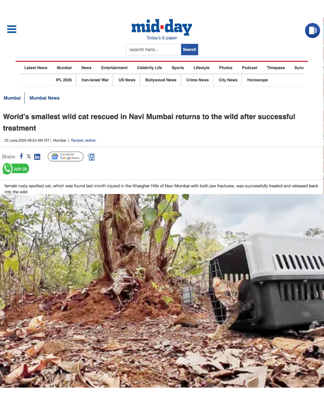 Some conservation stories end exactly where they belong, back in the wild.
The Rusty-spotted Cat, world’s smallest wild cat, is one of India’s most elusive felines and is rarely seen in the wild so close to urban settlements. Its rescue in Kharghar hills, Navi Mumbai, supported through our partner Dr Rina Dev @riwildsanctuary , offered a rare opportunity to protect an individual animal while also drawing attention to a species that often goes unnoticed.
Following the rescue, the cat received expert treatment, rehabilitation, and care through the efforts of Resqink Association for Wildlife Welfare @rawwmumbai, RiWild, veterinarians, and wildlife professionals before being successfully released back into its natural habitat.
Stories like these remind us that wildlife conservation depends on the dedication of rescuers, veterinarians, researchers, conservationists, and organisations working together to give wild animals a second chance.
This release is more than the end of a rescue. It is a return to the animal’s rightful habitat and a reminder of why collaborative conservation matters.
Congratulations to everyone involved in making this possible.
Read more about the rescue here:
https://www.mid-day.com/mumbai/mumbai-news/article/world-smallest-wild-cat-rescued-in-navi-mumbai-returns-to-the-wild-after-successful-treatment-23636371
#WildlifeConservation #AnimalRescue #Biodiversity #CollaborativeConservation #UpadhyayaFoundation