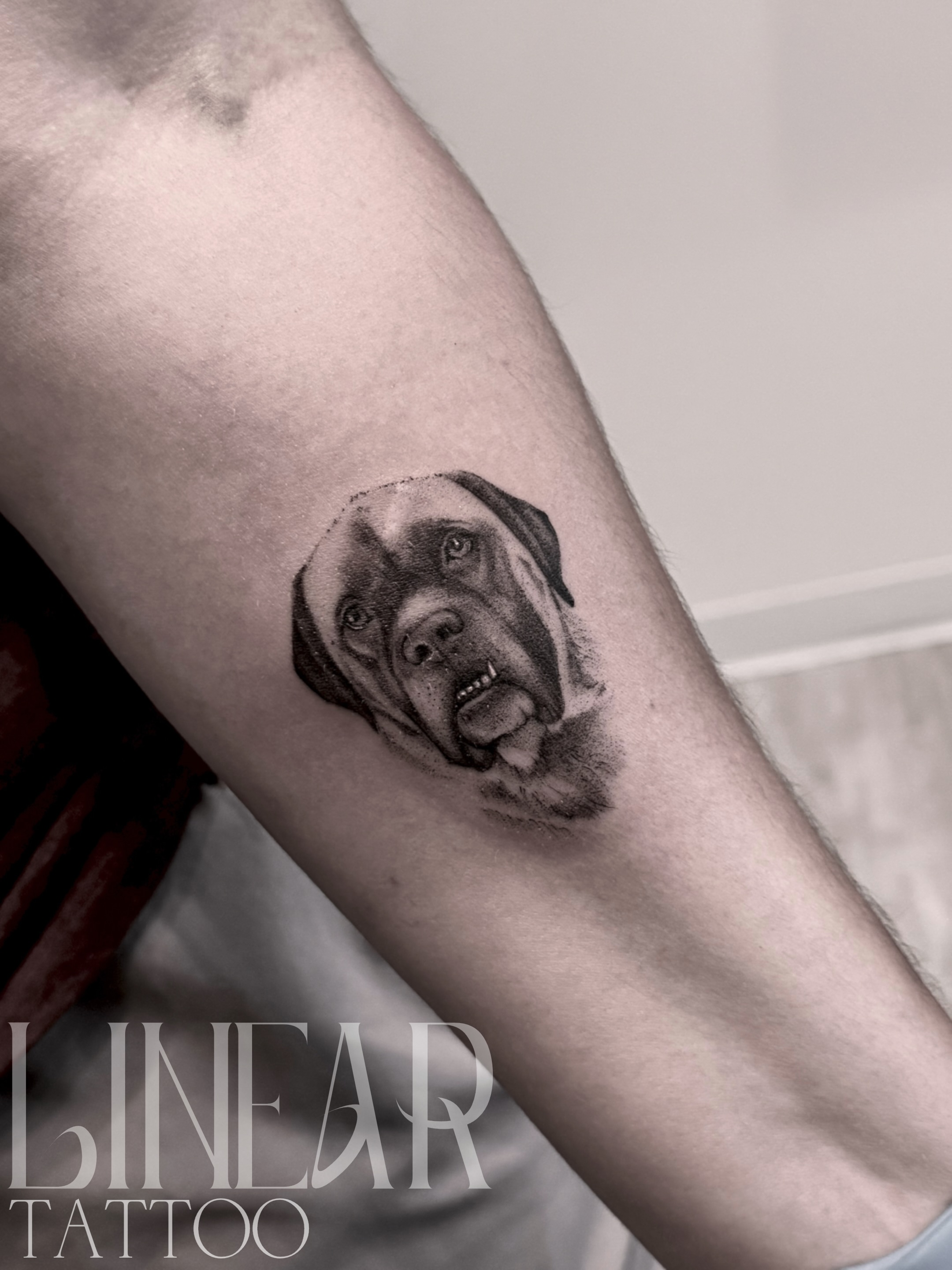 Luna. 🖤
One of the best parts of what I do is getting to recreate the faces that mean the most to people. Loved every detail of this one for Kim… those gentle eyes, that sweet expression… all of it.
Swipe to see the details. 🐾
#stltattooartist #stlouistattooartist #illinoistattooartist #mastiffofinstagram #puppyportrait