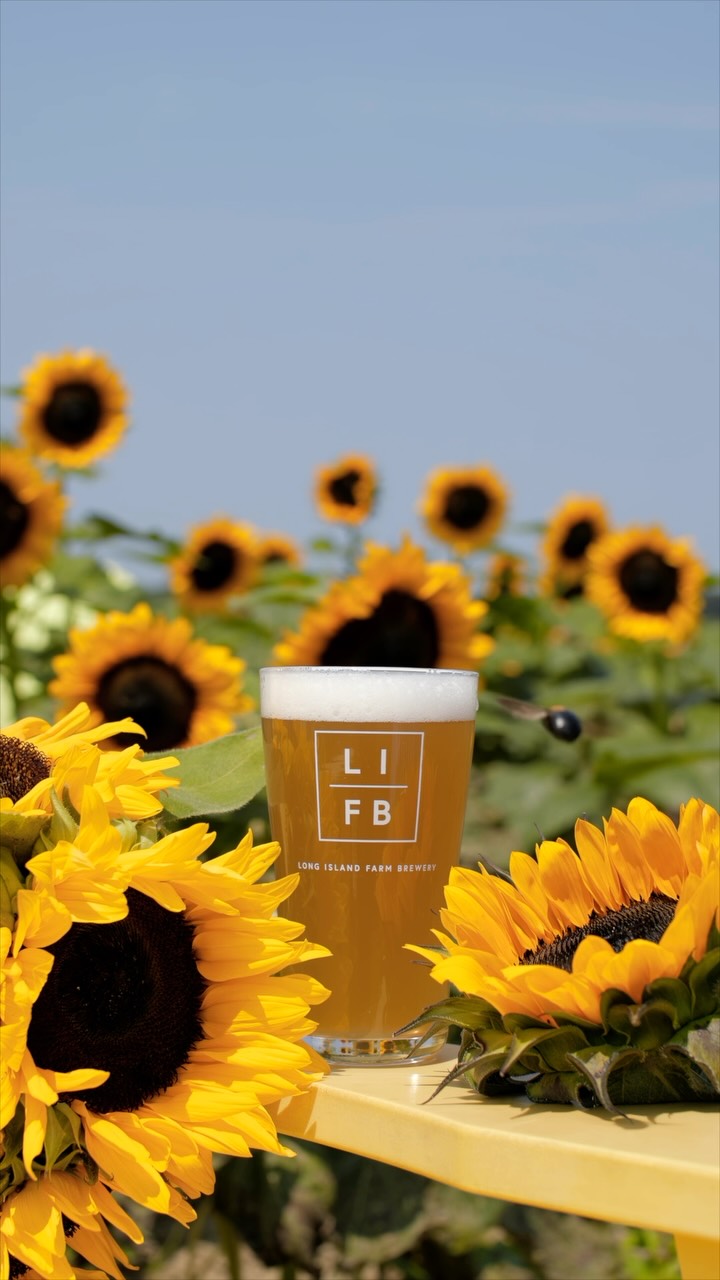 SUNNY HONEY 🌻🍯 NOW ON TAP & available in 4-packs to go!
The perfect pour to kick off sunflower season. Just in time to get us counting down to Waterdrinker’s SUNFLOWER SUMMER FESTIVAL! 🌻Join us July 18 & 19 | 10 AM–5 PM in Manorville with U-Pick sunflowers, local vendors, live music, food trucks, a beer garden, roasted corn, mini golf, jump pads, farm animals, and more.
🎟️ $20 per person
👶 Ages 2 & under FREE
🌻 U-Pick sunflowers available for $2 per stem
Who’s ready for sunshine, cold beer, and fields full of sunflowers?