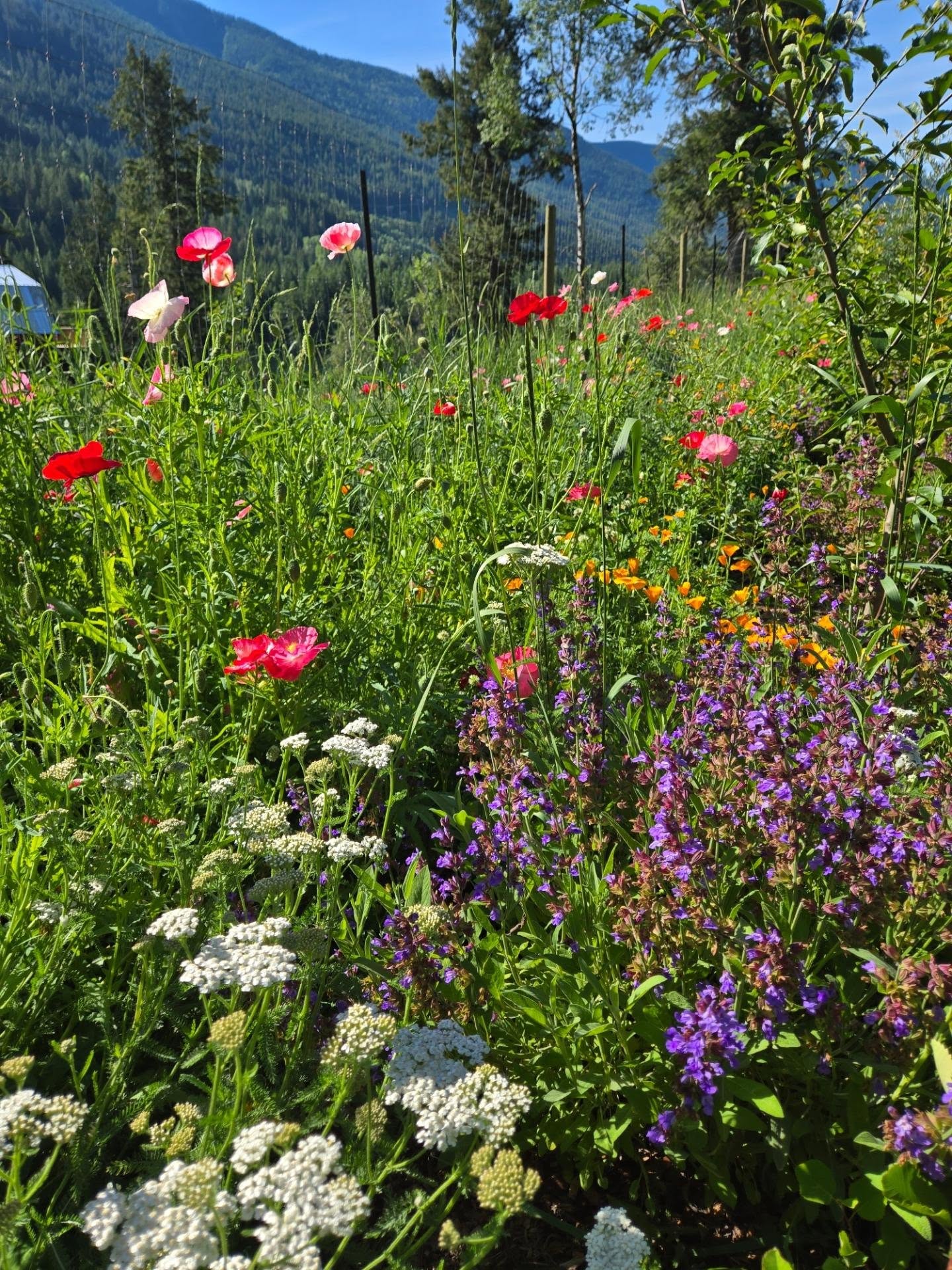 What summer dreams are made of 🌸 ✨️ Truly hard to capture the full whimsical beauty in a photo. It encourages a pause and the need to really soak it in. It's nice when nature gives the little nudge to slow down a bit.
#meadow #summerdreams #kootenaycornergardens