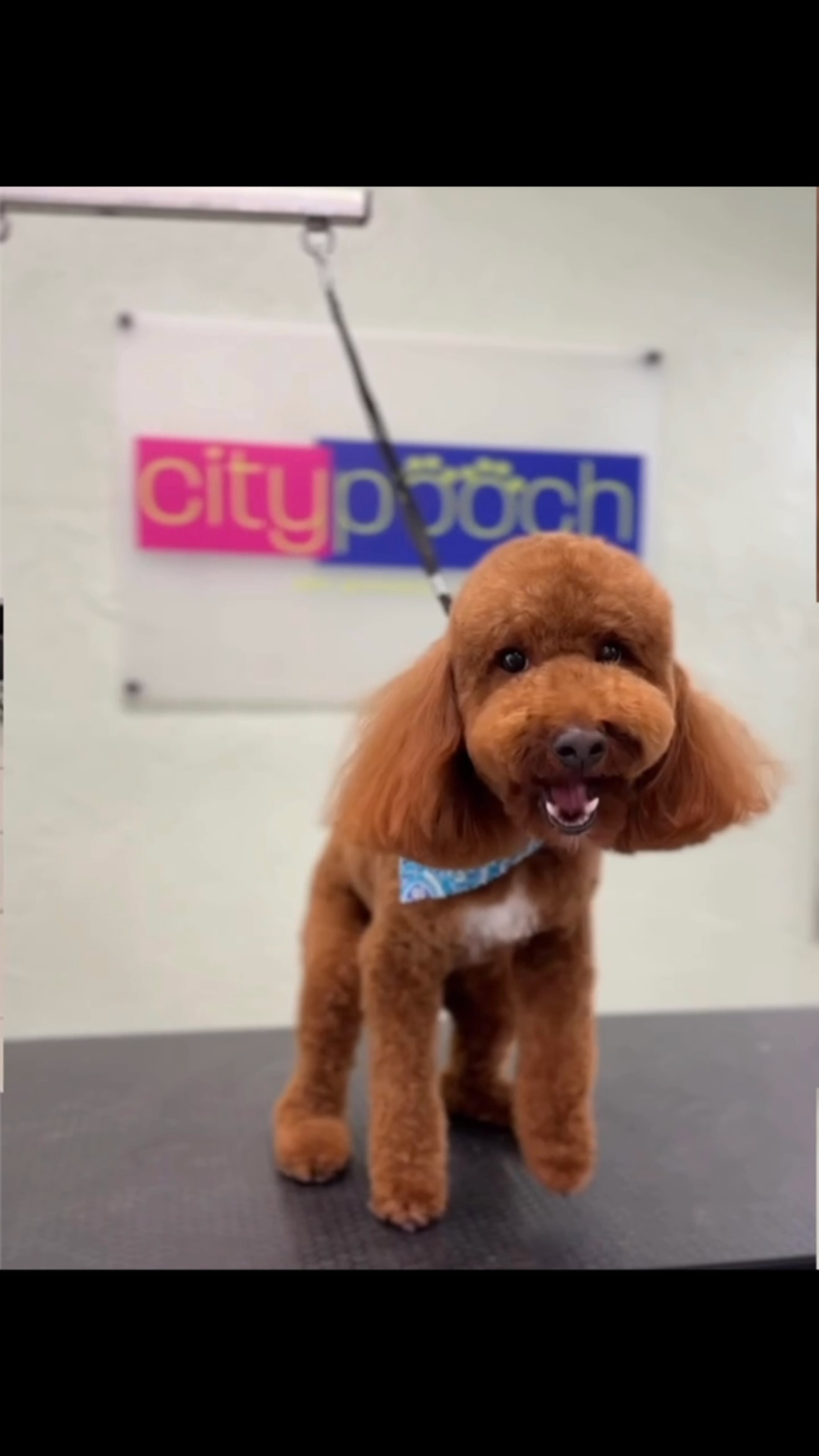 We can do all the doodles 🐻♥️ , call us today and schedule your pets grooming appt 📲 #miami #brickell #coconutgrove #coralgables #keybiscayne