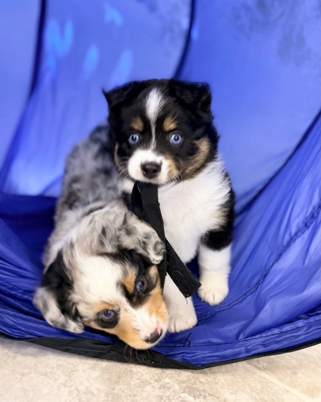 What?? Who me? I didn’t rip the tunnel. Luna did it. I swear. I was just picking up the piece for you 🤦♀️🐾
#miniaussiepuppy #blueeyedminiaussie