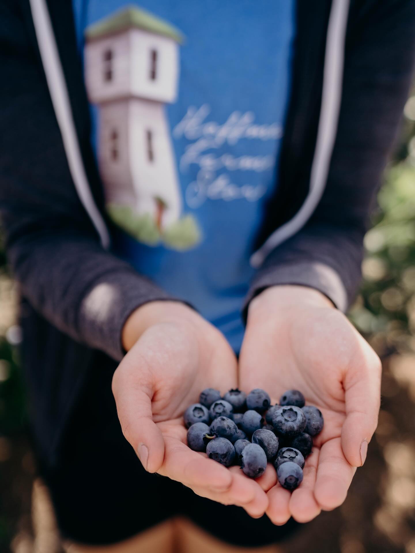 It’s going to be a great week on the farm as we head into the 4th of July!
A quick reminder that Hoffman Farms Store will be closed on the 4th of July, so be sure to plan ahead. We’ll be open the day before with plenty of fresh berries, making it the perfect time to stock up for your holiday celebrations.
As the season continues, we’re starting to see our strawberry fields really wind down. We anticipate this will be the final week of strawberry u-pick, so if you’ve been hoping to pick one last bucket, now is the time.
On the other hand, it’s peak Duke blueberry season! The blueberry field is loaded with fruit, and it’s the perfect opportunity to pick a large quantity with ease.
Our raspberries, tayberries, and marionberries are all producing beautifully as well, so there are plenty of berries to enjoy.
Don’t forget—Story Time on the Farm is tomorrow, Wednesday, July 1, at 10:00am. We’d love to see you there!
We’re looking forward to another wonderful week on the farm and can’t wait to see you!
#hoffmanfarmsstore #4thofjulyweekend #sunmer #pnw