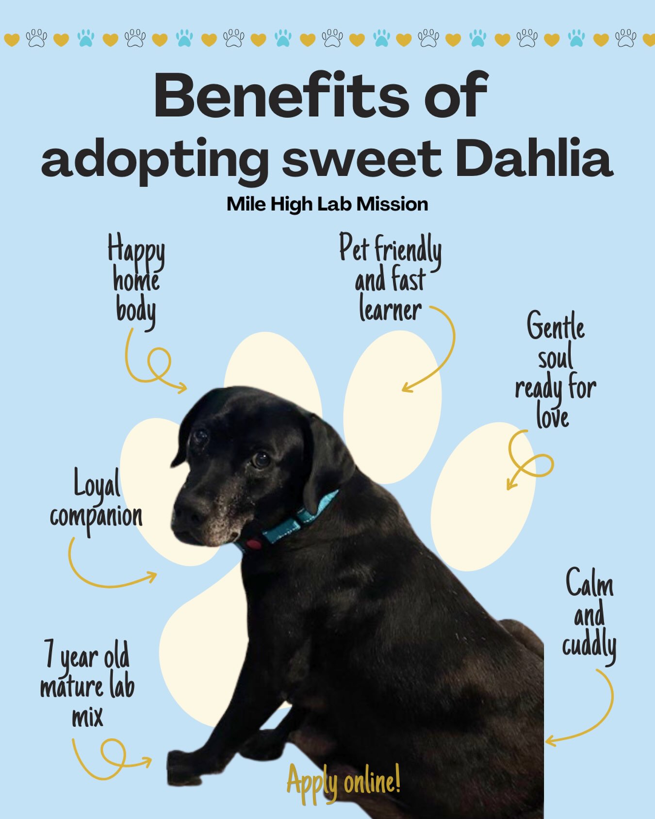 Delicate and beautiful like the flower, Dahlia is STILL waiting for her forever home! 🐾
This 7️⃣ year old pup of the day is patiently waiting for you to come and meet her. She’s enjoys long cuddles on the couch, showing her loyalty by following you around the house, and resting alongside you after a hard day of being the perfect stay-at-home companion.
She isn’t your typical labby hiking pal. She’s isn’t the dog park type. She is something BETTER. Her TRUE love is being around her people or siblings and you will feel that from the moment she goes home with you.🖤
↪️Dahlia is a low energy sweetheart, ready to be cherished. She is progressing through her heartworm treatment and looks forward to sharing her affection with her future family.🏡
ARE YOU DAHLIA’s PERFECT MATCH? Approved adopters should reach out to their adoption coordinators to express interest and meet Dahlia! All others— apply online to meet her today! MHLRM.com