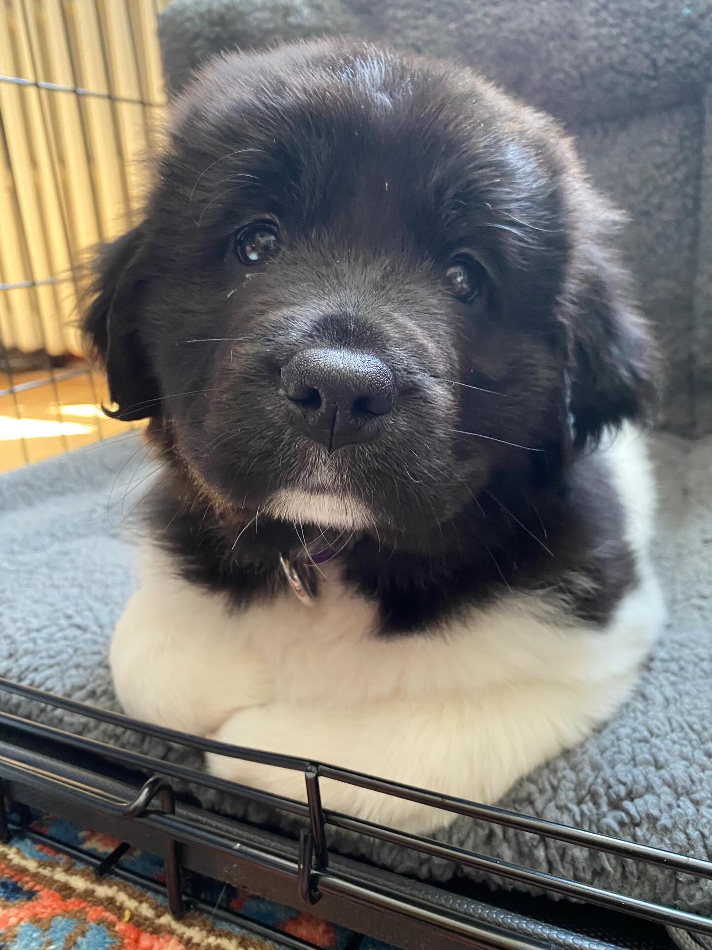 Meet Rosie! She is a Landseer (black and white) Newfoundland dog and newest member of our clan. Come by any time for cuddles ❤️