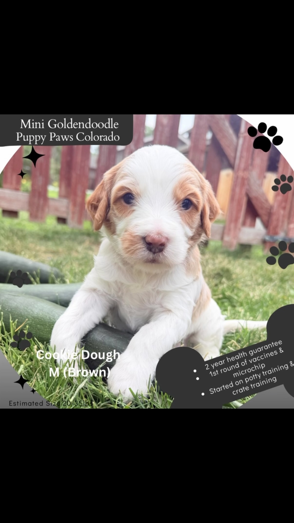 Mini Goldendoodles!!! #goldendoodle #puppies #puppypawscolorado #puppy
