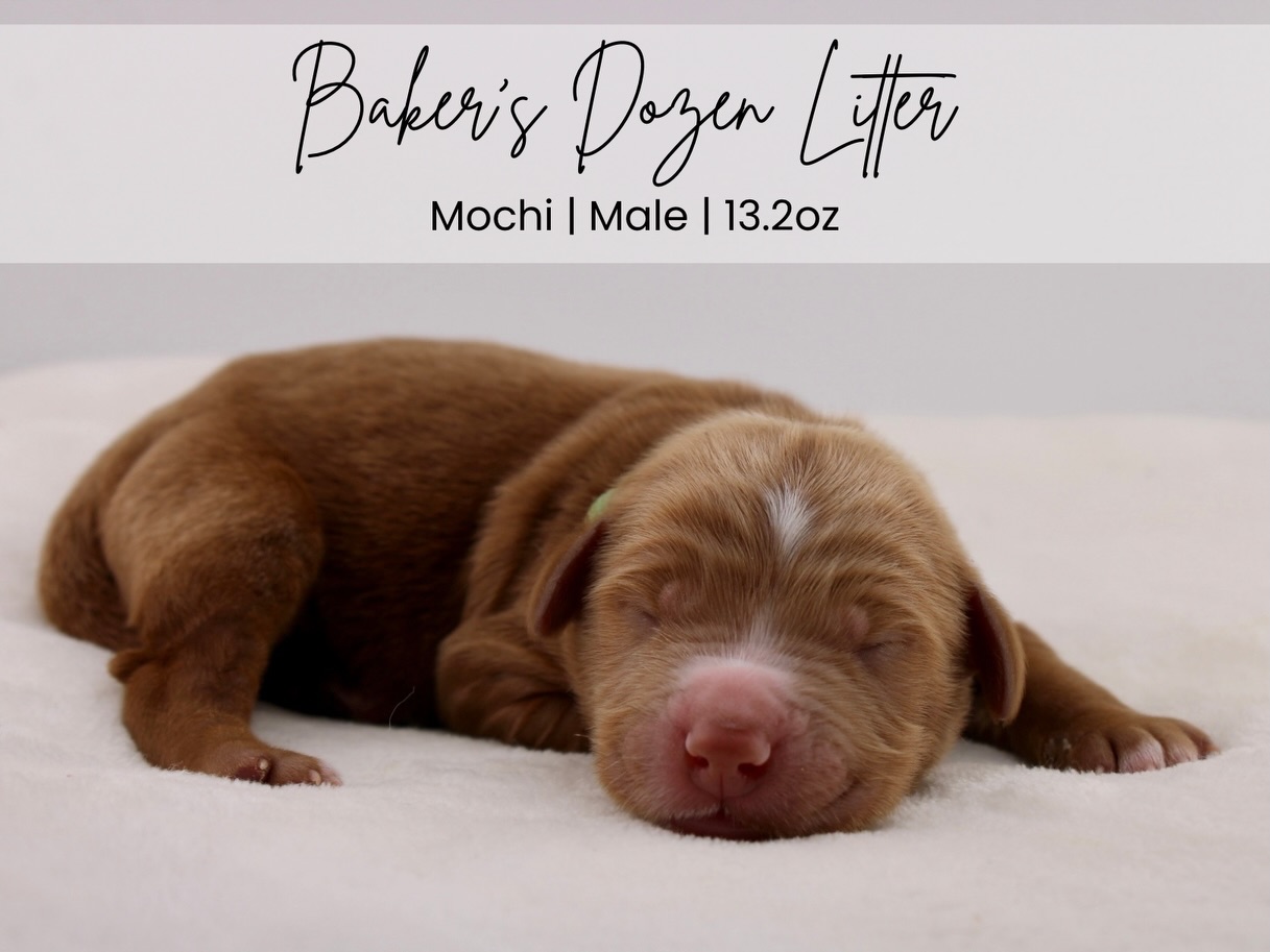 Introducing our Bakerโs Dozen litter ๐ช
Shelby & Wrangler really outdid themselves with these sweet treats! Fun fact: Shelby welcomed 12 puppies in her very first litter on June 27, 2024. Fast forward exactly two years to June 27, 2026, and sheโs preparing to retire after blessing us with another litter of 12. โค๏ธ She really is the best mama!
These first few days have been full of snuggles and fighting over the milk bar but itโs safe to say mama Shelby has it covered and everyone is growing big and strong ๐๐ผ๐๐ผ These babies are bound to be as affectionate and human focused as their first litter, and we personally cannot wait to watch them grow into the incredible personalities they are destined to have!
We have availability and you donโt wanna miss out on this one ๐ซถ๐ผ They are estimated to be 35-50lbs full grown and will be ready for their new kitchen on August 22nd ๐ฉ๐ฝโ๐ณ
#goldendoodle #goldendoodlelove #goldendoodlepuppy