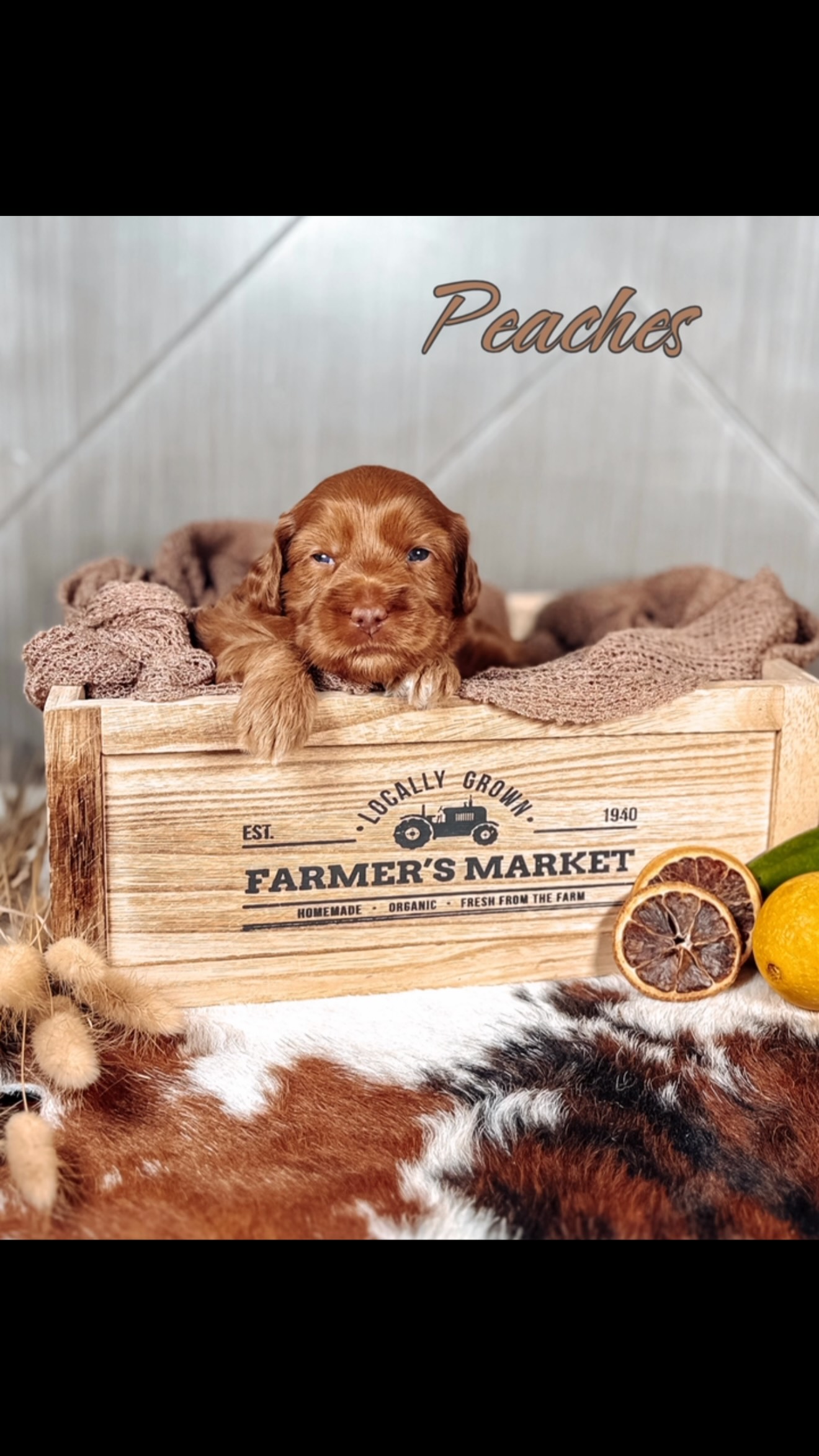Marley and her three little Farmers Market Cuties are soaking up all the sweet summertime vibes! 🌞🍑🥒🍓
Tell us… is a trip to the farmers market part of your weekly summer routine? It sure is for us! We love coming home with fresh peaches, pickles, homemade jam, and all the goodness summer has to offer.
What’s one thing you never leave the farmers market without? Let us know in the comments below.
#southernmeadowsdoodles #australianlabradoodle #farmersmarketseason #puppiesofinstagram #puppygram