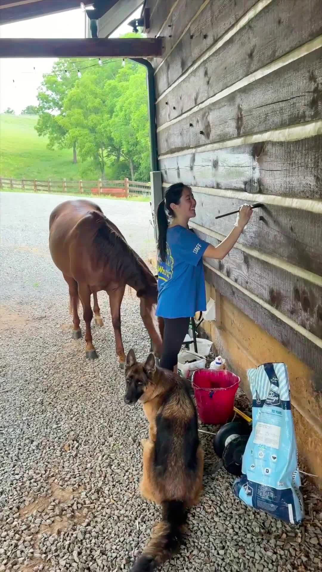 When your horse thinks it's time to give the log home a “little horsepower” makeover! 🐴🔧
ㅤ
#Horse #loghome #farm #farmlife #animals