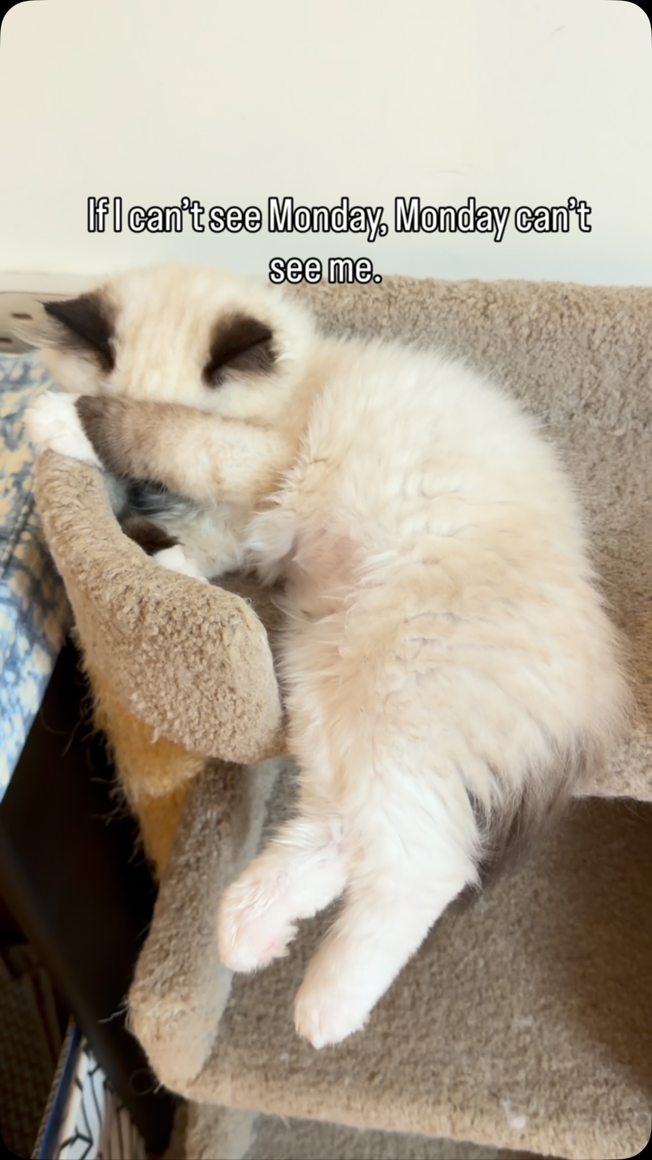 If I can’t see it, it’s not there!
#cat #catsleeping #cats_of_instagram #ragdollkittens