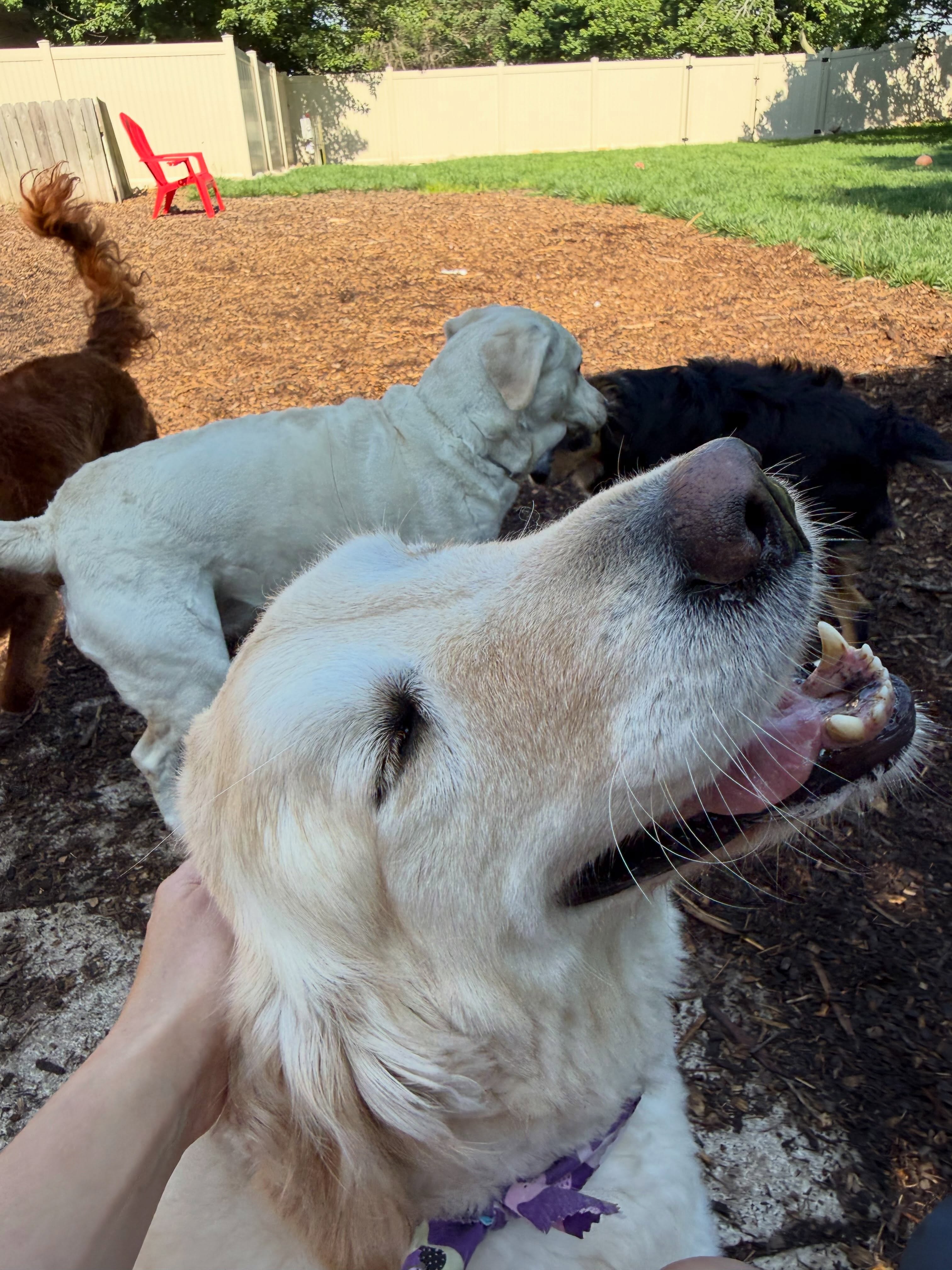 Smiley pups🐾🩷