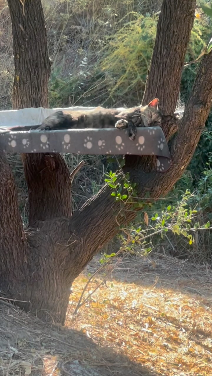 De kolonie op eigen terrein geniet nog even van de relatieve koelte, voordat de hitte straks echt toeslaat. Daarna trekken ze zich terug in de struiken en andere nog schaduwrijkere plekjes om de warmste uren van de dag door te komen. Vanavond, zodra de zon zakt en de temperatuur weer wat aangenamer wordt, komen ze allemaal weer tevoorschijn. ๐พโ๏ธ