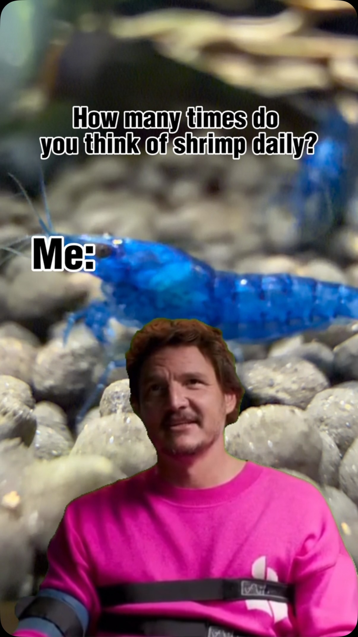 Shrimp are fully stocked!
Neocaridina shrimp, Amano shrimp, Brazos Lobsters, and more in store now.
Open Tue–Sat 10–6 • Sun 12–5
Stock list: https://www.undertheseanc.com/retail-store #reeftank #aquariumhobby #plantedtank #shrimp #shrimptank