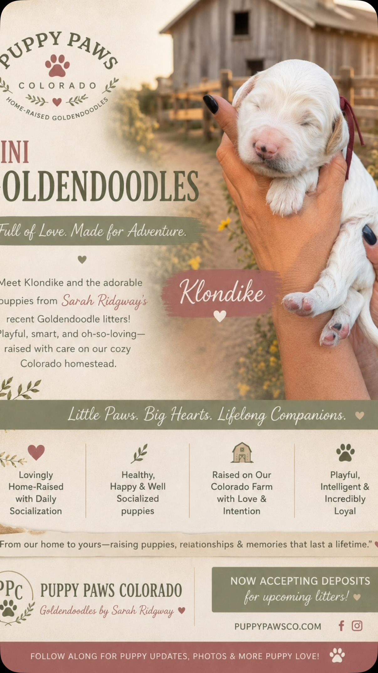 Meet Klondike! Mostly white which is super unique for Goldendoodles’s! #puppies #puppypawscolorado #goldendoodle #doodlepuppy