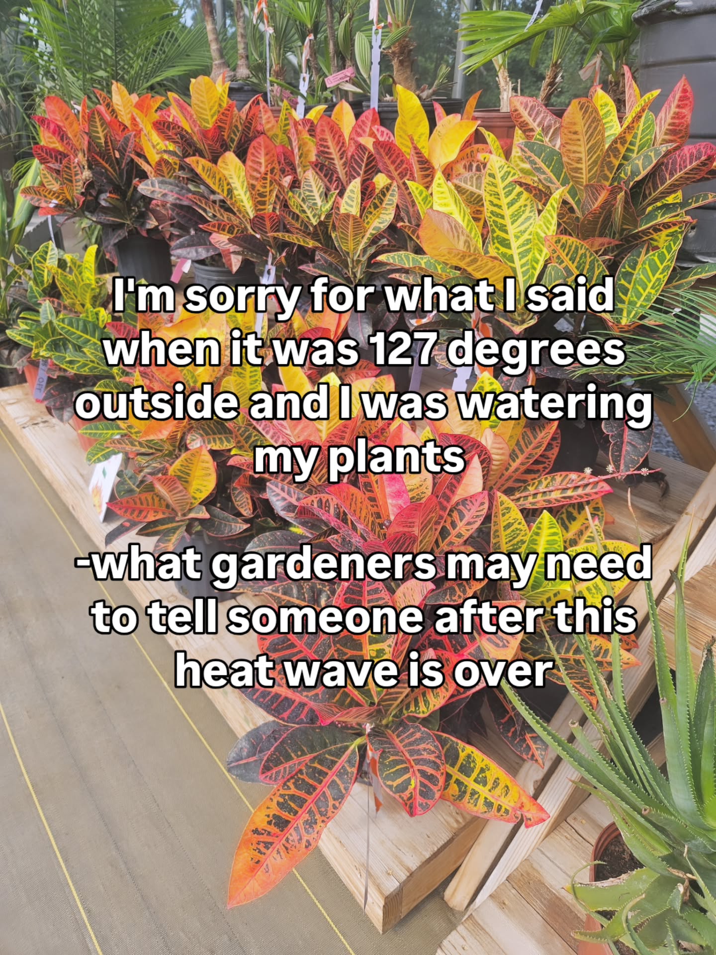 IYKYK!😜
In all seriousness, here is our best watering advice:
💦For newly planted trees and shrubs (planted within the past yr or less), set your hose on a slow, steady stream of water at the base of the plant for approx. 20 minutes each, every 3-4 days when we aren't receiving adequate rainfall. Some established plants may need extra water. Ask us specific questions about your plant below.
💦It is best to water early in the morning, but if you cannot, evening is the next best. Avoid middle of the day.
💦Fresh mulch helps tremendously with keeping plants cooler in the summer. If it has been a year or more since you've put fresh down, consider doing so, at least around your plants, to help keep them cooler.
💦Do not prune or fertilize during this extremely hot weather. Plants need to be preserving their energy to adapt to the hot conditions.
💦We offer items that assist with watering, such as tree watering bags and water mats. These are a huge help if you are going on vacation, cannot reach a new plant with irrigation or your hose, or just to help make it easier to water in this heat. We have many options available and can help you select what you need!