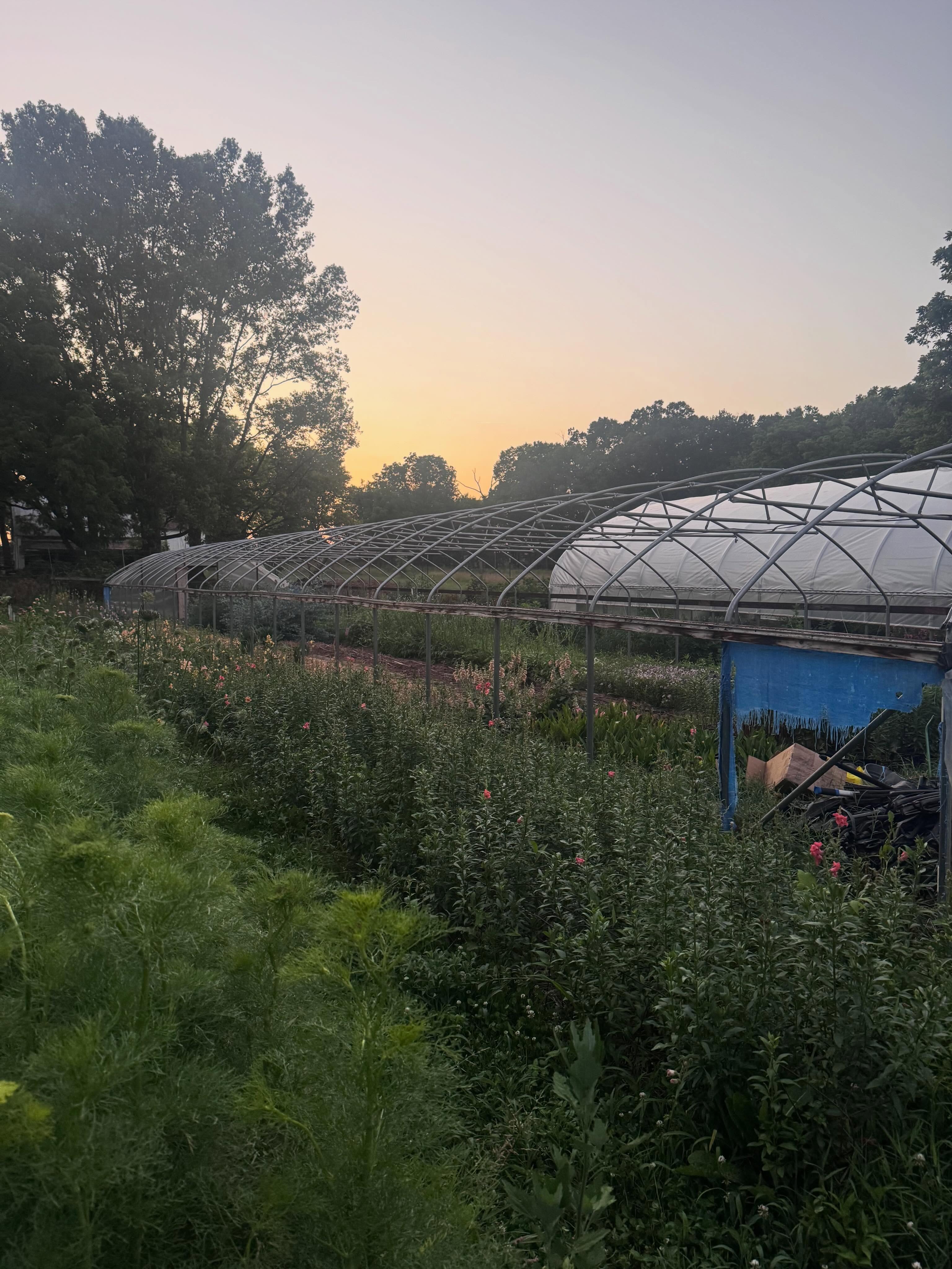 I’ve been pretty burnt out these days and therefore have not been online… here is a June photo dump 🙃
Yesterday we took the plastic off our oldest (by far- 7th year in production) tunnel to let the salts wash out. Feels weird but big changes always make me feel accomplished.
Many beauties from @farmerbaileyplugs pictured here including Carthamus tinctorius “Zanzibar” , Evergreen Campanula by @floriquebreeding and Alstroemeria from @hilverdaflorist .
Tried to do a post to practice multiple caption feature, but that didn’t go over well. I have written captions for each of these at least 20 times… no wonder I’m burnt out!🤯
In sum:
-Happy Pride 🌈
-Pansies reached 12+ inches despite my inattention to pinching
- @lovekk_foundation put on their 7th annual 5kk at the farm
- @pam.n.escobar and I make delish and beautiful summer salads
-Benoit is very cute and cool in their shades and vyshyvanka
-workshop sample @studio101leesburg
-The baby is my niece and new joy of my life :) @fatcatapillar is great too :)
-Happy solstice 🌞