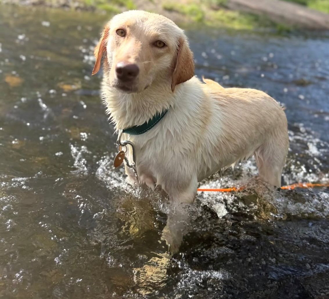 ***ADOPTED***
Pup of the Day: Jojo ✨ My name is JoJo and I’m looking for you! My foster papa, Uncle Pablo, has been calling me widdle/willow as I’m itty bitty girl weighing in at just 39lbs. I’m somewhere between 1 - 3 years old…my teeth are clean and my eyes are shine like gold. ✨
I was dumped on a deserted Texas highway and Mile High Lab Mission did some magic to get me here to Colorado. 🪄
I’m a mild mannered, shy little girl but I warm up so fast! I’ll stick by your side or your feet most of the day…unless you leave some dirty socks laying out and I’ll run them through the doggie door and have myself a little zooomie time! 🤣It’s hilarious! I know how to entertain myself outside if you’re busy working. I’m calm and reserved. I like to observe rather than make noise. I haven’t barked once yet…even when Mr. Nico is barking at the window….”Get off my Lawn”. He’s silly 🐶
I’m fully house trained as I haven’t had one accident at Uncle Pablo’s(foster Papa) I find the crate warm and comforting and if I’m over the day you might find I’ve tucked myself in. I will sleep through the entire night without a peep. f you let me snuggle in bed I’ll be the happiest widdle girl.
I haven’t met a dog I didn’t like and I sure would like to meet many more. Cora and I wrestled for hours this morning and it was so fun! I’m an amazing patio girl and I love brunching in the sun. ☀️ I even went to the river and had a blast bouncing up and down in the water. I guess I’m a water dog!
I’ve had decent training it seems as I know come and go. Sit is still little iffy cause I get nervous when you tell me orders and I’ll back myself up. I’m so smart and will be so trainable…but honestly, I’m the easiest little girl. Uncle Pablo says so 💛