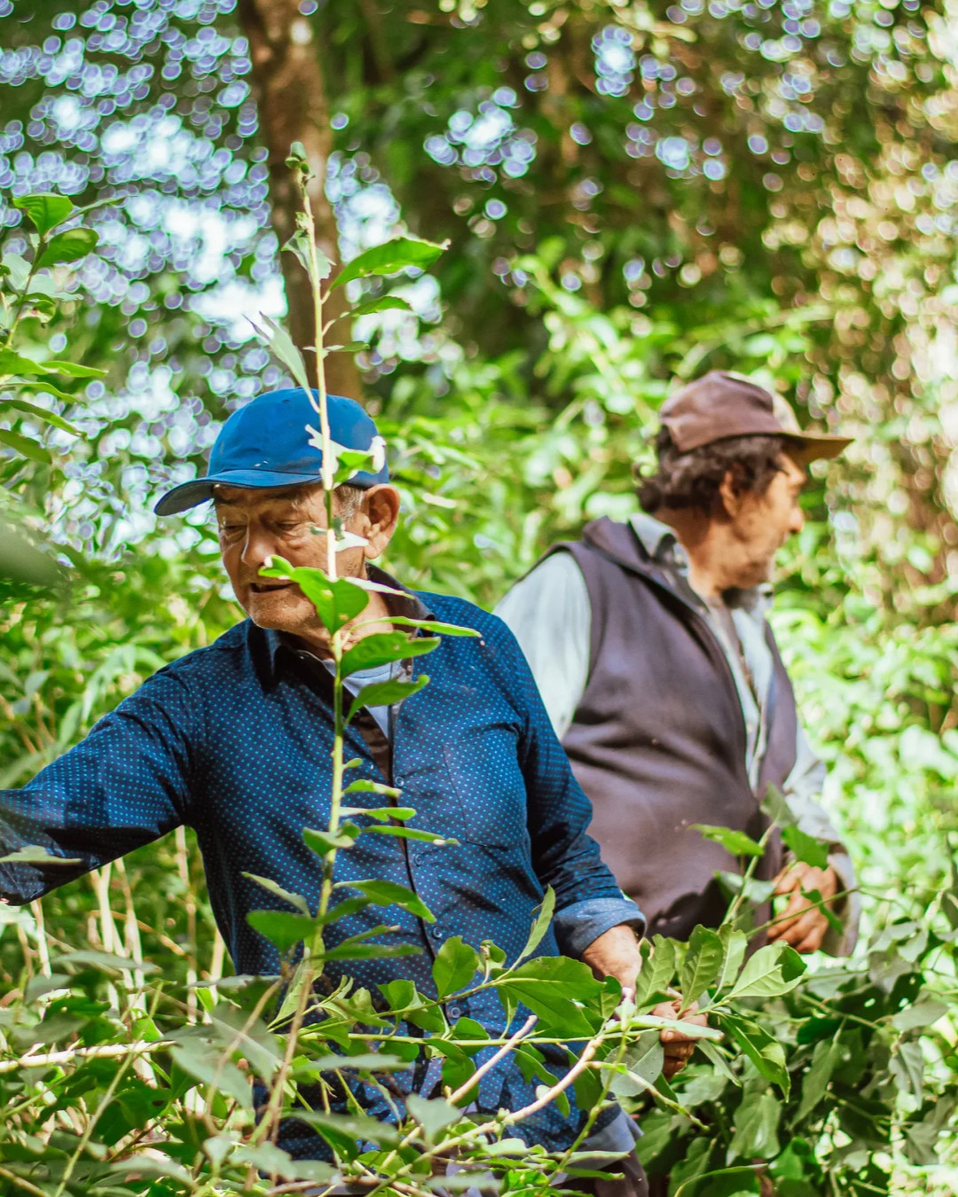 The reason our yerba hits differently.
This is how real harvest preparation looks.
Farmers check leaf quality directly in the native forest and start harvesting only when the yerba mate plant reaches its natural peak.
That’s how true premium quality is made.
Our yerba mate grows free of pesticides, free of chemicals, in native forests, in full harmony with nature.
Not an industrial plantation, an agroecological system that protects soil, biodiversity, and traditional farming know‑how.
Slowly crafted. Naturally grown. Respectfully harvested.
Cleaner leaves. Steadier energy. Better feeling in every sip.
What are you waiting for? Order now.
#yerbamate #premiumyerba #agroecology #sustainablefarming #forestgrown #cleanenergy #onoirueu #mateculture #naturalmate