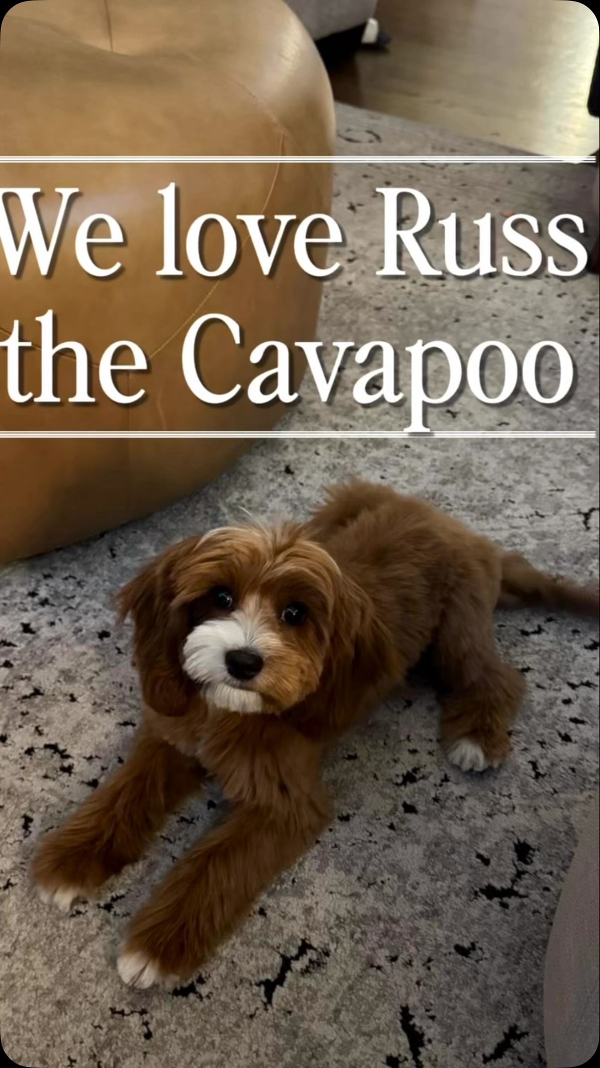 Russ lives in a guardian home and is the future stud to our program! His beautiful red coat and sweet personality!!! 🥰#cavapoo #puppy #puppypawscolorado