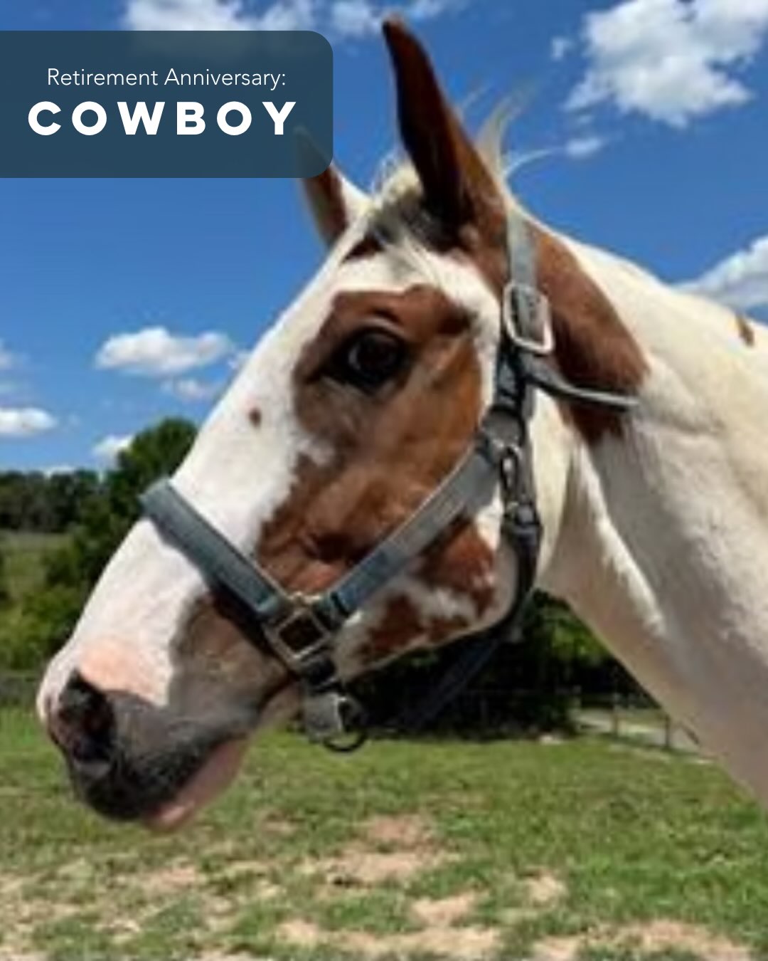 This month, we celebrate three special farm-versaries: Cowboy, Cuervo, and Josey! 🐴💚
Cowboy arrived at the farm on July 19, 2024, on a beautiful sunny day. He is a chestnut-and-white tobiano paint horse, 16.1 hands tall, and very friendly and affectionate. Cowboy was at home on the farm on day one, as soon as he stepped off the trailer. He was an extraordinary trail horse, loved and well cared for his entire life.
Cuervo is a 30-year-old Palomino, Morgan gelding, who arrived at the farm on July 9, 2022. His previous owner trail rode him all over.
Josey arrived at the farm for his retirement on July 3, 2024. He is a dark bay Dutch Warmblood gelding standing 16.1 hands high. Prior to his retirement, he served as a therapy horse at Thorncroft Equestrian Center. Josey was one of the barn favorites at Thorncroft and is a barn favorite with the staff, visitors, and the Ryerss herd.
Visit the farm to spend time with them at no cost! We’re open weekends only, Saturdays & Sundays, 10 AM to 4 PM, through September during our Main Barn renovation.