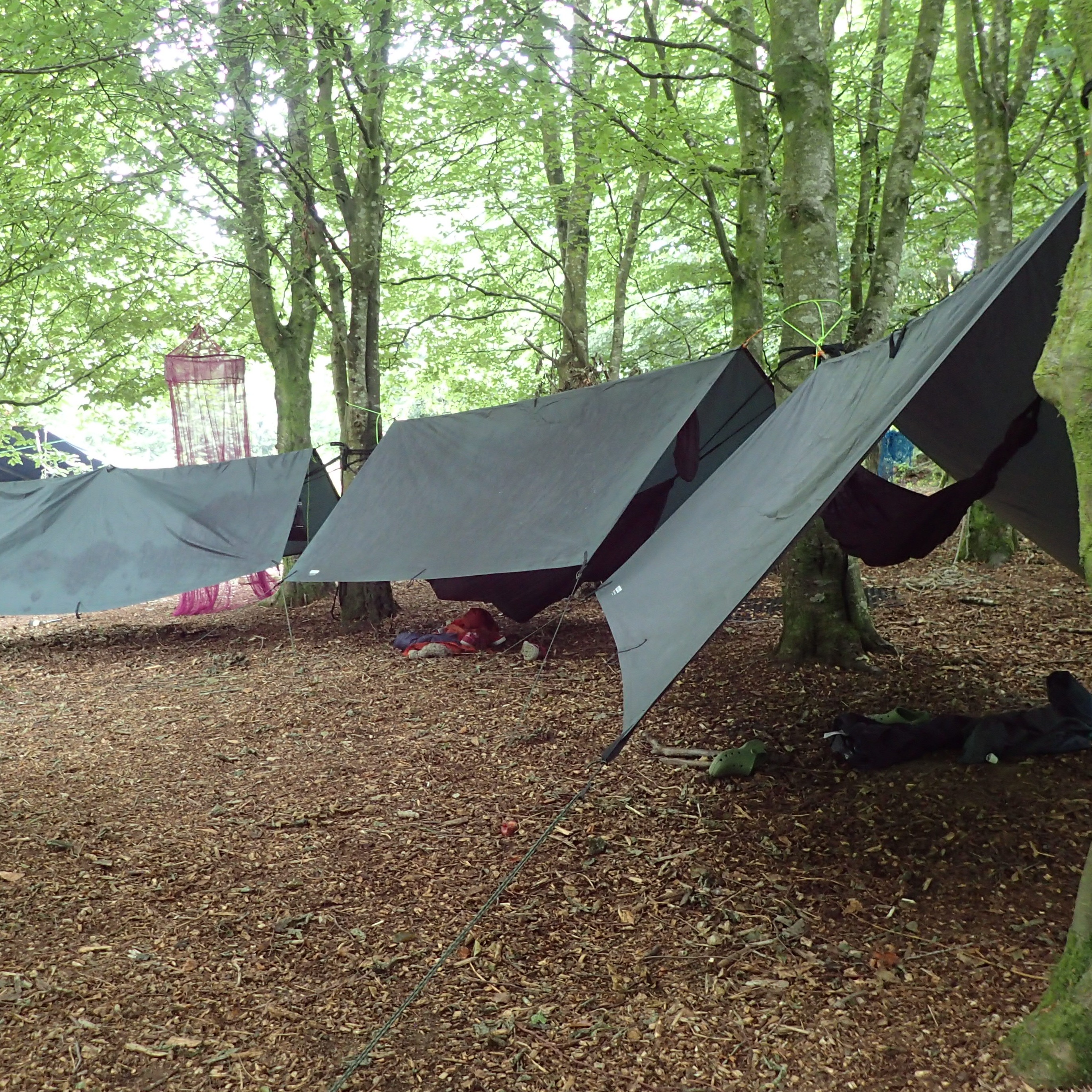 Forecast: HEAVY RAIN. Activity plan: tarps and hammocks for sheltered play. Actual weather? Sunshine. Hooray! The tarps and hammocks were still loads of fun. The kids are getting the hang of the 3 basic knots for putting up the ridge line. We'll post knot learning photos soon... #tarps #hammocks #knots #shelter #outdoorlearning #outdoorskills #forestschool