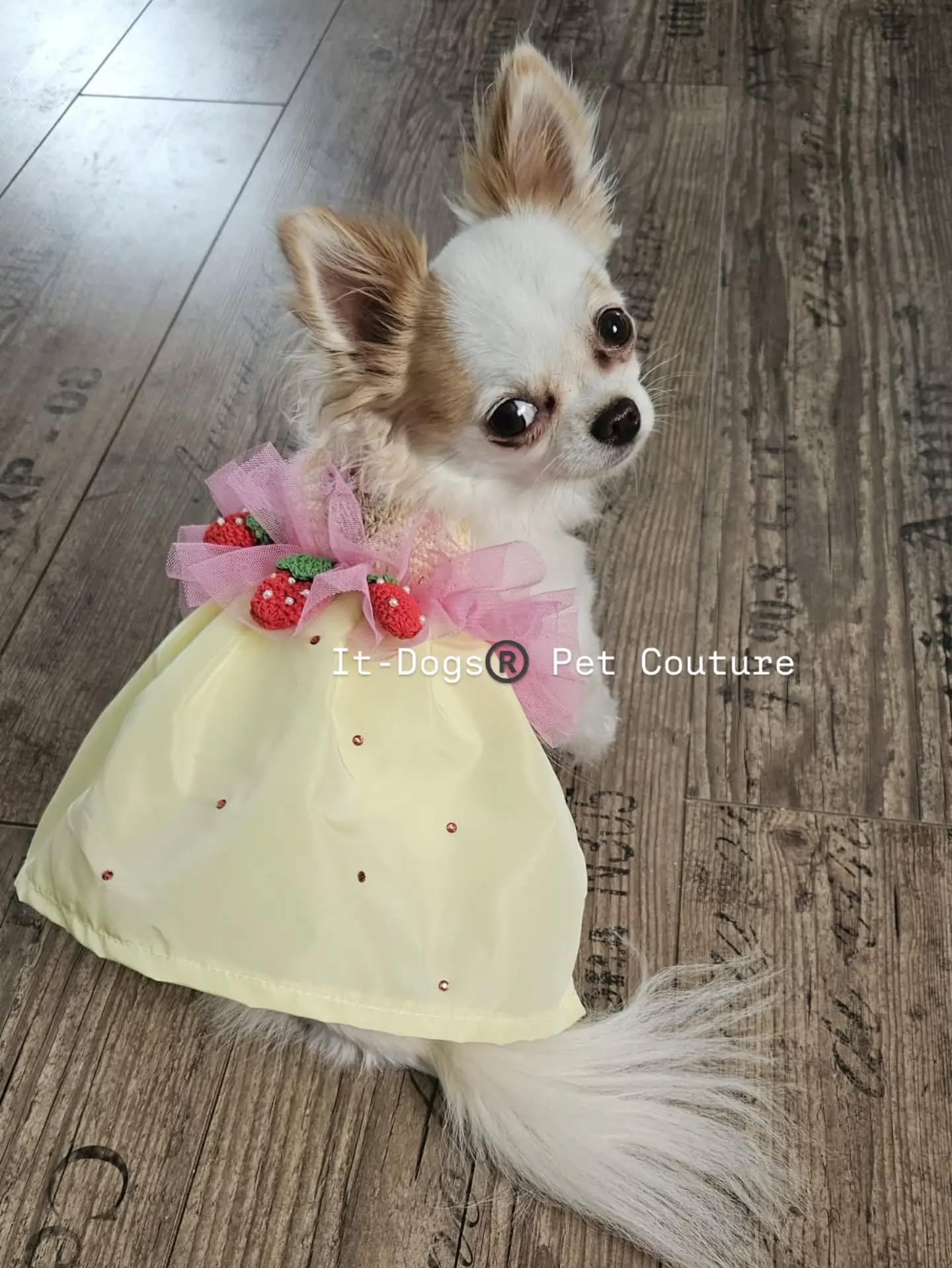 We love strawberries!
❤️🍓
#itdogs #madeinitaly #dogshop #petshop #shoppingonline
Dog pet style italianstyle luxury shopping