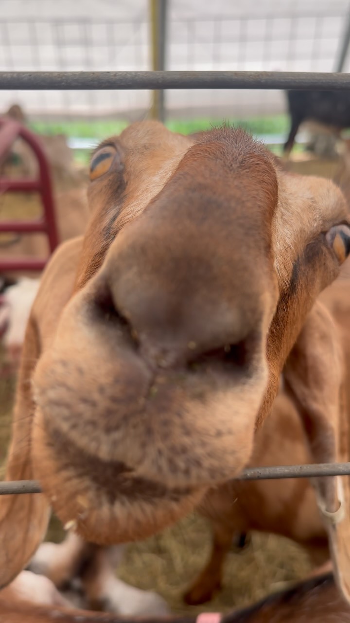 Good morning from Duxbury Creamery 🐐🐝✨🥛
We hope everyone had a wonderful holiday weeekend!
#duxburycreamery #goatfarm #duxburydairy #farmtours #goatcheese