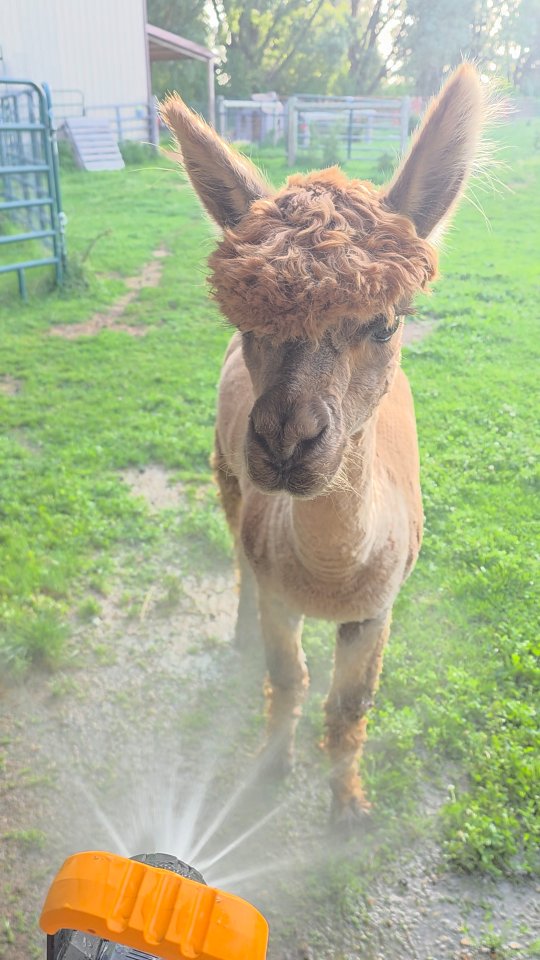 Another HOT ONE #farmsanctuary #farmanimalrescue