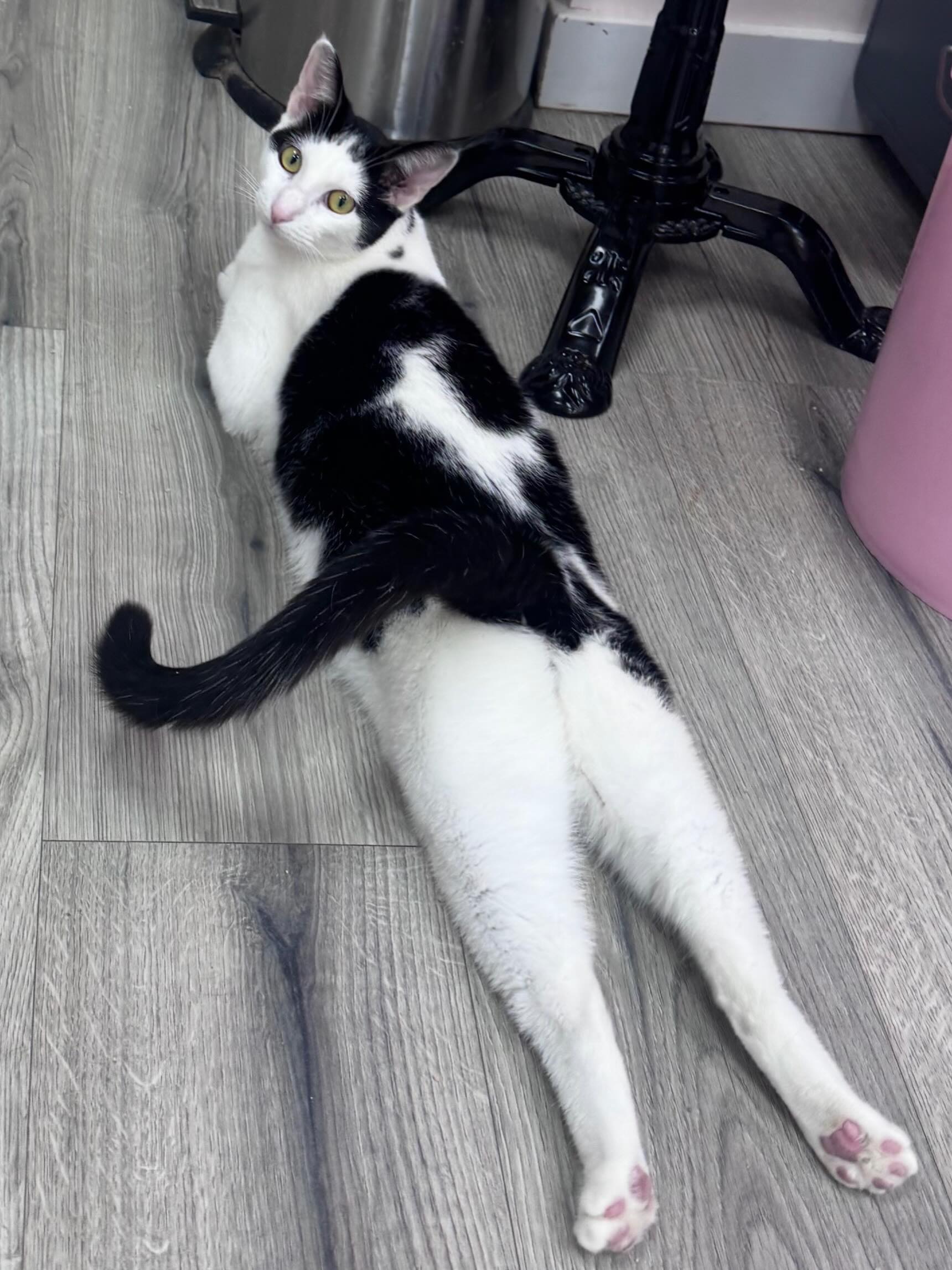 Dorito lays like this often and it’s VERY silly. She’s come such a long way since we took her from the shelter a couple of months ago. She’s a year old and amazing and it’s great to watch her blossom more and more each day. She would do really well with another young cat who needs a friend 🩷