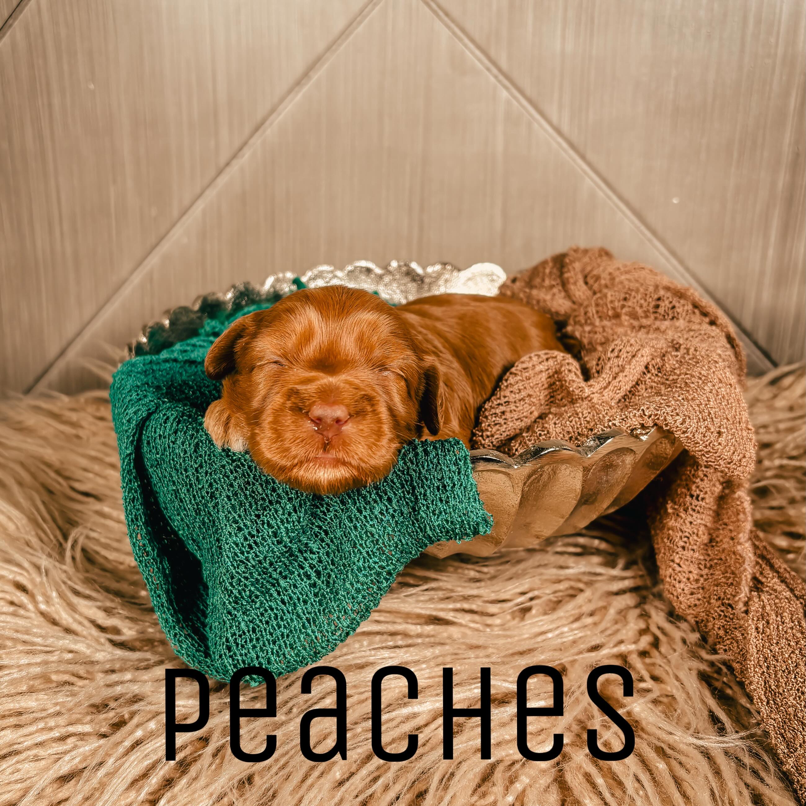 Introducing our Farmers Market Cutiesā¦ šš„š
Meet Peaches, Pickles & Jam ā the sweetest little trio youāll find this summer! š
Our beautiful Marley may be a first-time mama, but youād never know it. Sheās taken to motherhood like a natural, and these chunky little babies are thriving under her loving care.
Just like your favorite farmers market finds, theyāre fresh, sweet, full of personality, and guaranteed to bring a smile. We have a feeling these little cuties are going to be on everyoneās summer must-have list! š
Which one would you be bringing home⦠Peaches, Pickles, or Jam? š„°