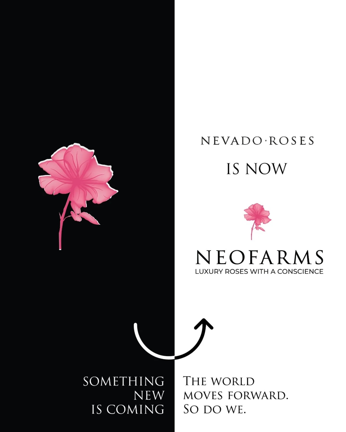 Nevado Roses begins a new chapter in its history and evolves into NEOFARMS.
This renewed identity preserves the essence, experience, quality, and commitment that have defined the brand for nearly three decades, while opening the door to a more modern and future-focused stage.
With the same team, the same farm, and the same dedication to premium Ecuadorian roses, NEOFARMS continues the legacy of Nevado Roses with a renewed vision.
From The Flowers of Ecuador, we are proud to share this important transition with our floral community and celebrate a new chapter for a brand that continues to bring Ecuadorian roses to the world.
NEOFARMS, formerly Nevado Roses.
The name evolves. The essence remains. Inspired by the future.
@nevadorosesec
#NEOFARMS #NevadoRoses #FormerlyNevadoRoses #EcuadorianRoses #FlowersFromEcuador EcuadorRoses PremiumRoses FreshCutRoses Floriculture FlowerIndustry LuxuryRosesWithAConscience EcuadorYsusFlores