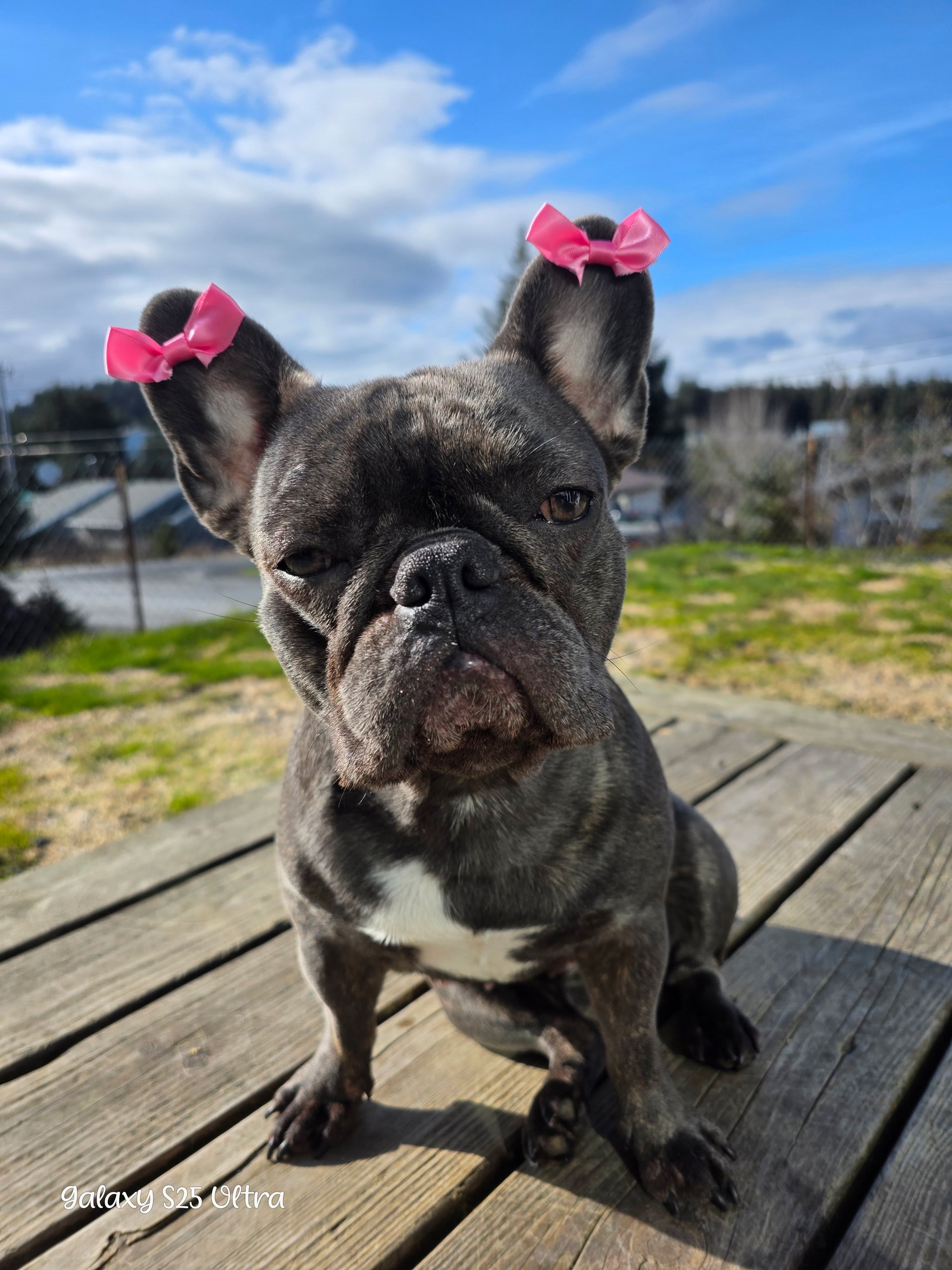 Pet Idol Contestant: Nova
#kodiakpetidol #vote