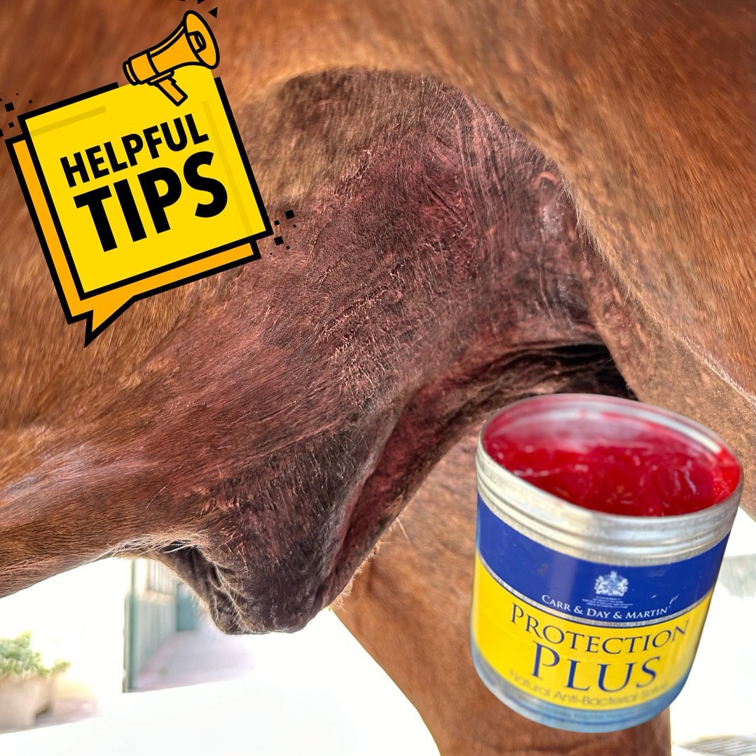 Probleme mit Insektenstichen im Intimbereich? 😣
PROTECTION PLUS von @carrdaymartin ist eine vielseitige Salbe, die nicht nur zum Schutz vor Mauke in der Fesselbeuge hervorragend hilft!
Gerade jetzt im Sommer werden unsere Pferde an ihren empfindlichsten Stellen, an denen keine Haare wachsen und auch keine Decke schützen kann, von beißenden Insekten gequält 🦟
Das kann zu schmerzhaften Entzündungen und Schwellungen führen 😣
Trägt man die Protection Plus vorbeugend an diesen Stellen auf, bildet sie einen lang anhaltenden Schutzfilm und hält zusätzlich dank des enthaltenen Citronella Extrakts die Insekten fern!
Einfach mal ausprobieren 😊
#protectionplus #carrdaymartin #youcarewecare #insektenschutz #pferdepflege