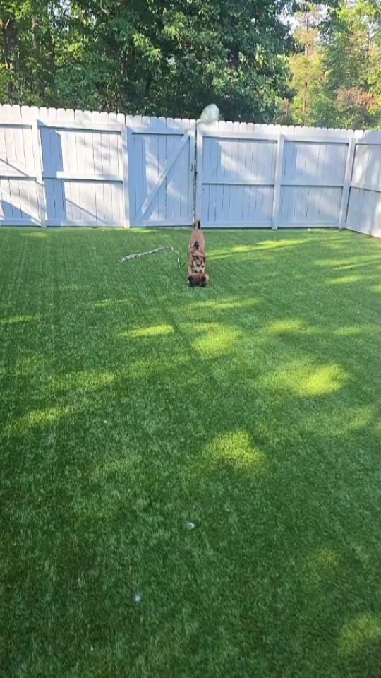 Empty the Shelter starts TODAY!
Cider is starting off this event and new week with fun in the play yard.
#adoptdontshop #rescuedismyfavoritebreed #emptytheshelter #fluvannaspca