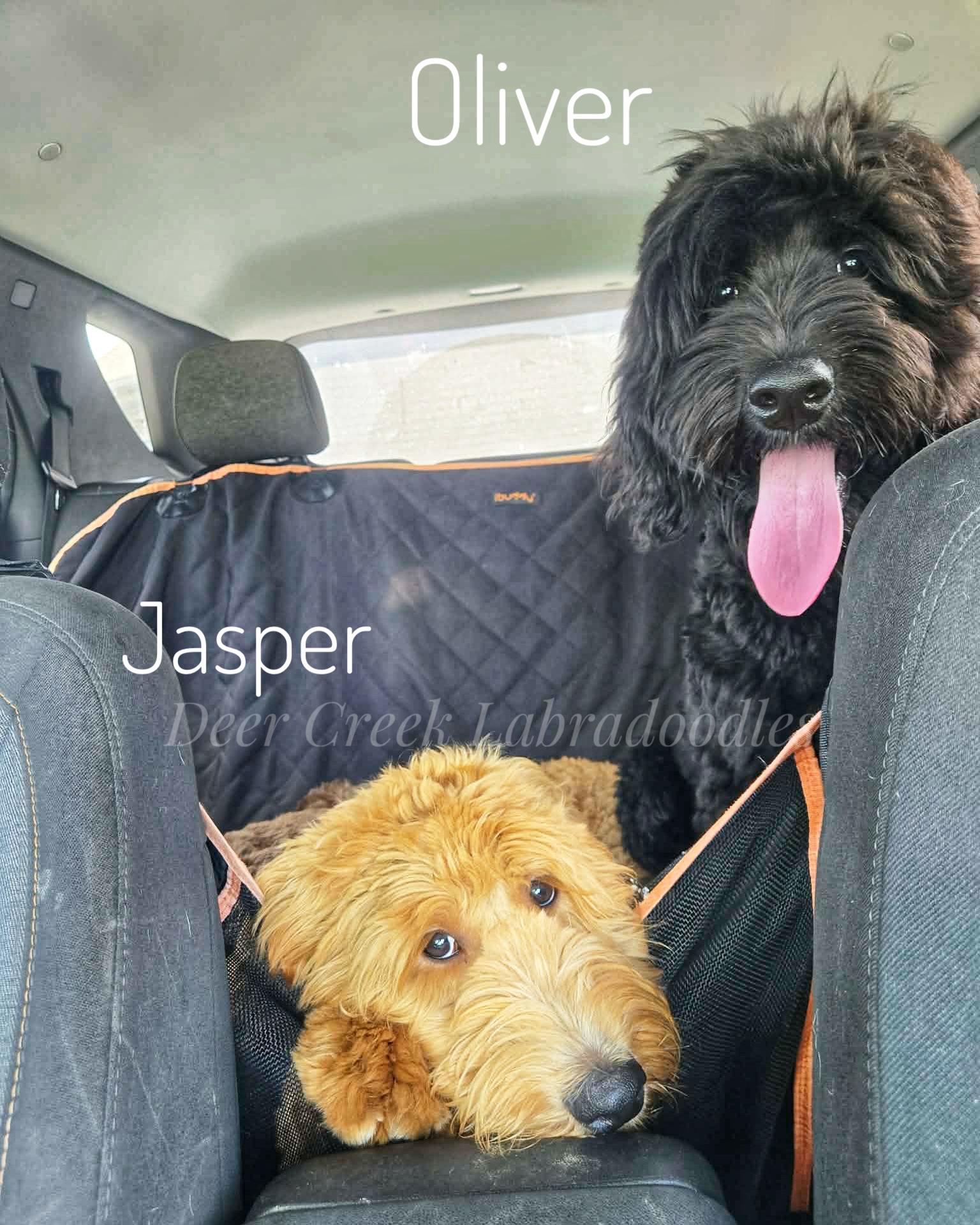 Town trip fun with some of our Kindergarten, Emotional Support, CGC & Therapy doggo’s! #dogtraining #puppytraining #deercreeklabradoodles #roadtrip #doodlesofınstagram