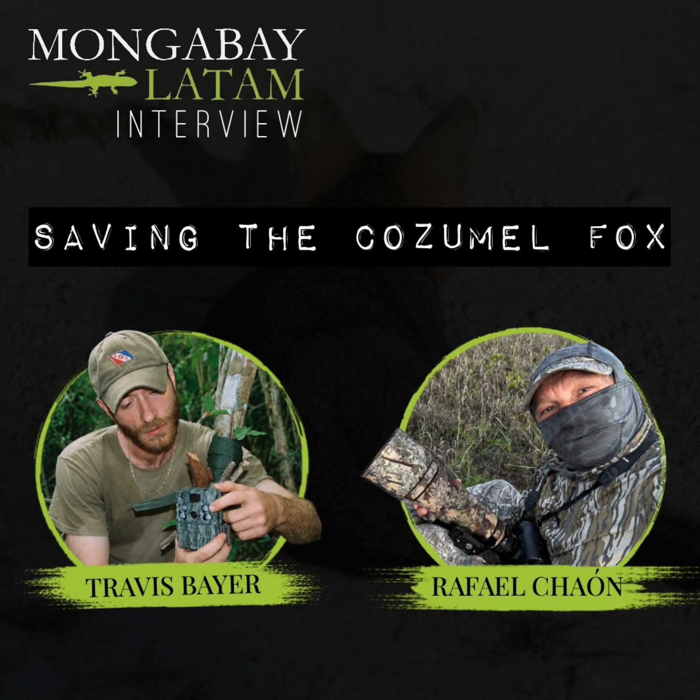 Recent interview by @mongabaylatam with @travisbayerwildlife, founder of Pathos Wildlife, and @greenpezcoz, Director of Conservation and Environmental Education at La Fundaciรณn de Parques y Museos de Cozumel, highlighting the first photographic evidence ever captured of the Cozumel fox, one of the rarest canids on Earth and a species that has remained undocumented until recently.
In the interview, Rafael reflects on what it meant to capture the image itself, alongside the broader challenges of documenting such an elusive animal. Travis discusses ongoing conservation efforts led by @pathoswildlife, in collaboration with local biologists and community members, aimed at protecting the species.
Together, they explore the challenges of studying the Cozumel fox. From limited historical records and the difficulties of surveying dense island habitat, to the broader conservation pressures facing both the species and its ecosystem.
We are immensely grateful to @mongabay for spotlighting a species at a time when it needs it the most.
๐ Visit the link in our bio to read the full interview.
๐๐ฆ๐บ๐ฆ๐ฏ๐ฅ๐ข ๐ฆ๐ฏ ๐ฆ๐ด๐ฑ๐ขรฑ๐ฐ๐ญ ๐ฆ๐ฏ ๐ญ๐ฐ๐ด ๐ค๐ฐ๐ฎ๐ฆ๐ฏ๐ต๐ข๐ณ๐ช๐ฐ๐ด.
Photo Credits: Rafael Chacรณn
#CozumelFox #EndangeredSpecies #WildlifeConservation #Wildlife #Foxes