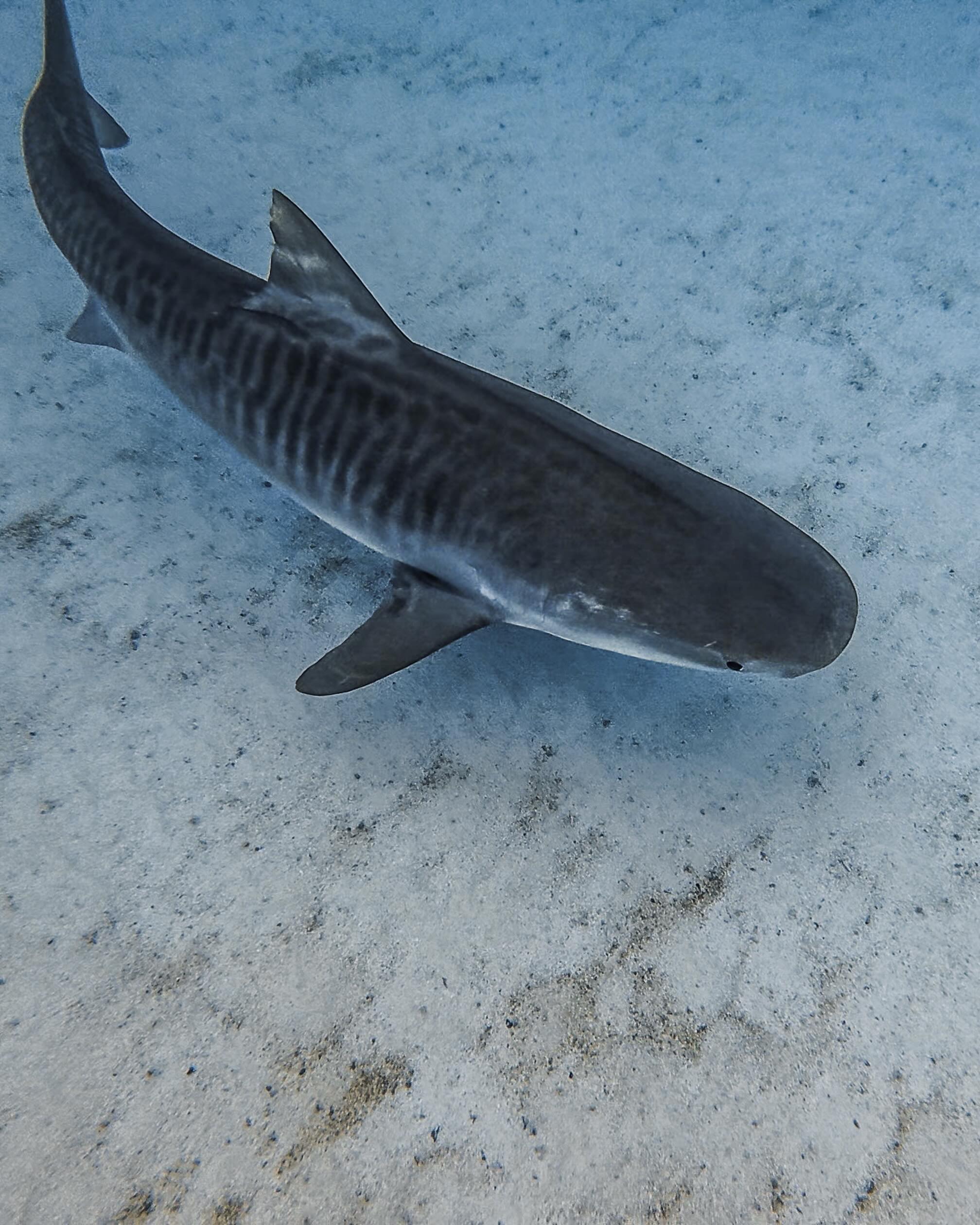 What a beauty. 🐯
Taken in Coral Bay, on my @osmo_global Action 6 and blown away with the results.
@deepsensationsfreediving Ningaloo Reef Expedition - spots available for 2027 dates. Link in bio to book.