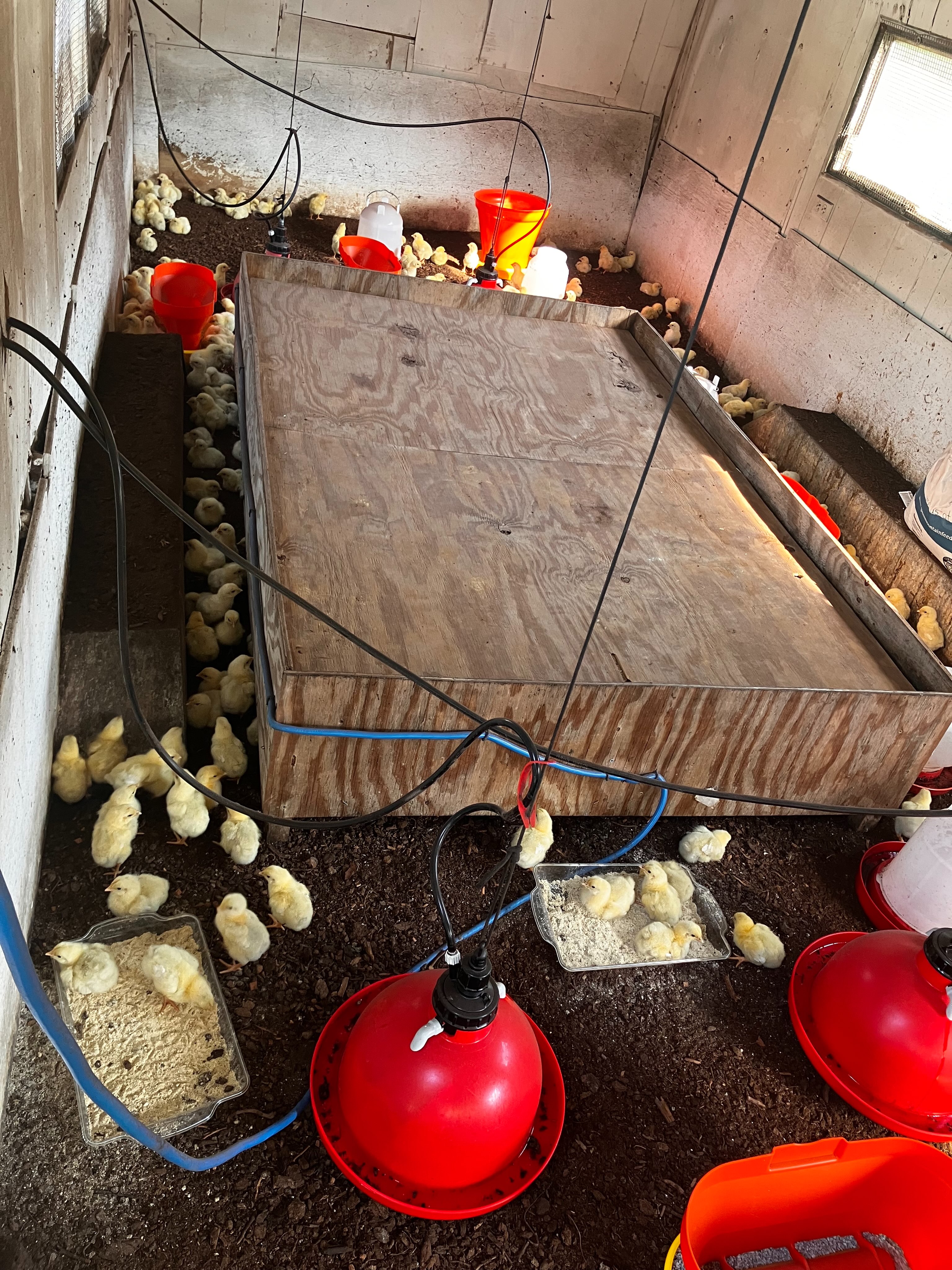 It’s hot! Chicks are growing! And we will be at the @norwich.farmers.market tomorrow selling our pasture raised chicken and eggs tomorrow from 9-1! Swing on by on your way to and from your 4th of July activities to stock up on yummy local food and sweet treats! #pastureraised #eggs #chicken #happy4th