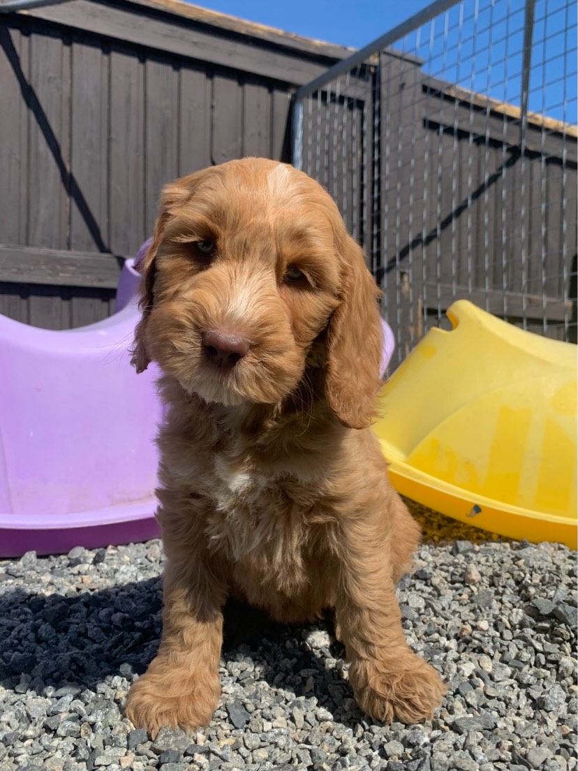 🩷Hils på denne nydelige jenta🩷
Hun er nemlig på leting etter en ny familie. Vi ønsker et fòrvertshjem til henne, og du må dermed bo i nærheten av Drøbak.
Om henne:
🐶Mor heter Molly, og far heter Breeze. To bedagelige, tillitsfulle og kosete firbente bestevenner🥰
🐾Hun er sosial, lett å håndtere, rolig og utrolig tillitsfull.
❤️Hun har gylden fleece pels, med noen hvite avtegn🥹
Ta kontakt med oss dersom det høres ut som at hun kunnet passet i din familie, eller ved spørsmål om hva det vil si å være fórvert🥰
Gjerne ta turen innom oss på åpent hus i helgen, kl. 12-14 (lørdag og søndag) for en hyggelig prat! Her kan dere bli bedre kjent med oss ansatte, noen av hundene våre og lære mer om denne nydelige rasen.☀️🐶
