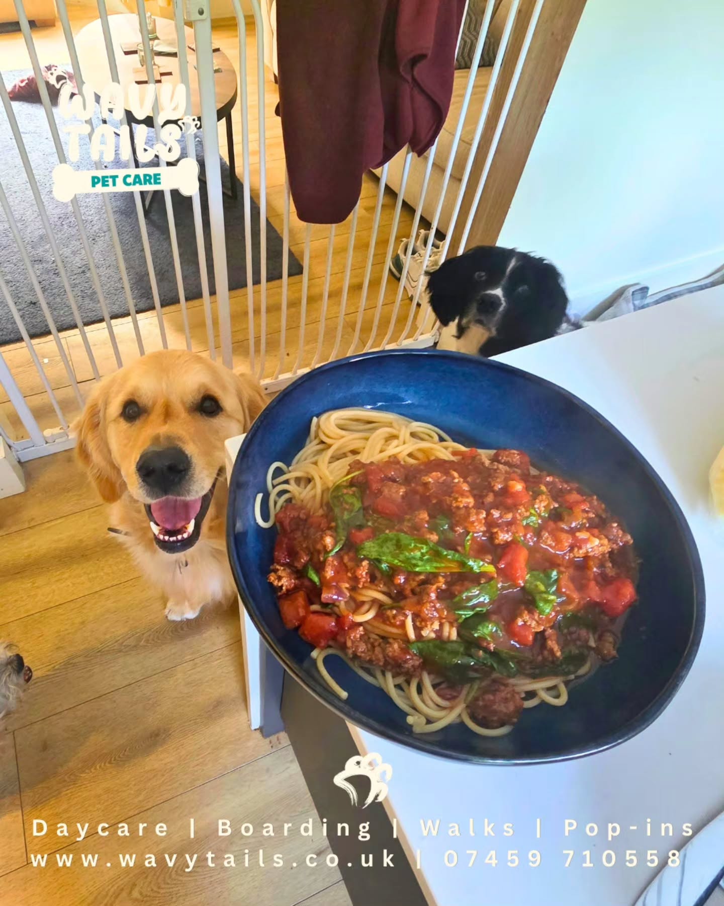Spaghetti bolognaise is under attack.
I repeat: under attack.
I’m sitting here looking polite… but mentally I’ve already stolen it 🍝🐶
Disclaimer, Freddie has already had his tea 😂😂
#DogLife #FoodThief #SpaghettiGoals #BeggingEyes #HungryPup