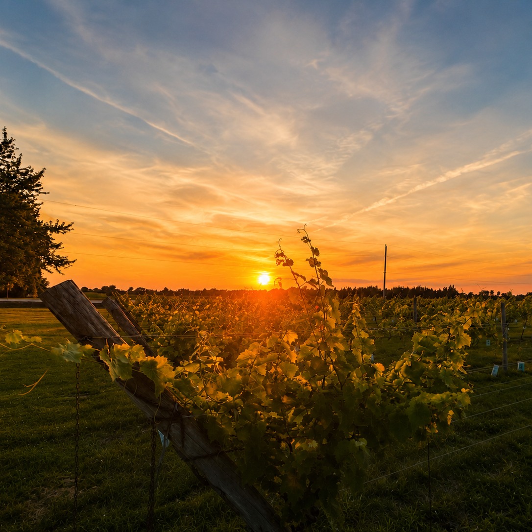 Sunsets are better among the vines. Another beautiful evening in the vineyard at Vivace Estate Winery ✨🍷
#ggo #vqa #vivacewine #vineyardview